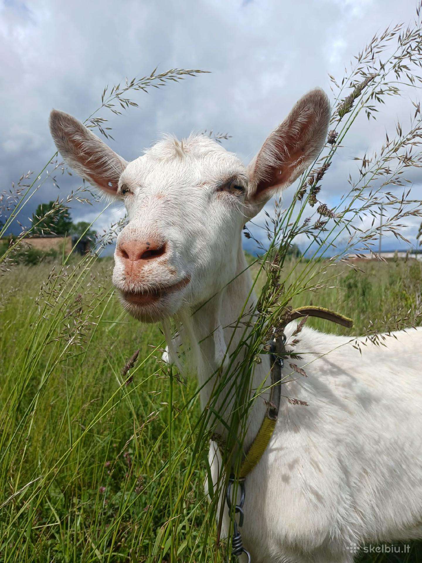 Parduodama Ožka