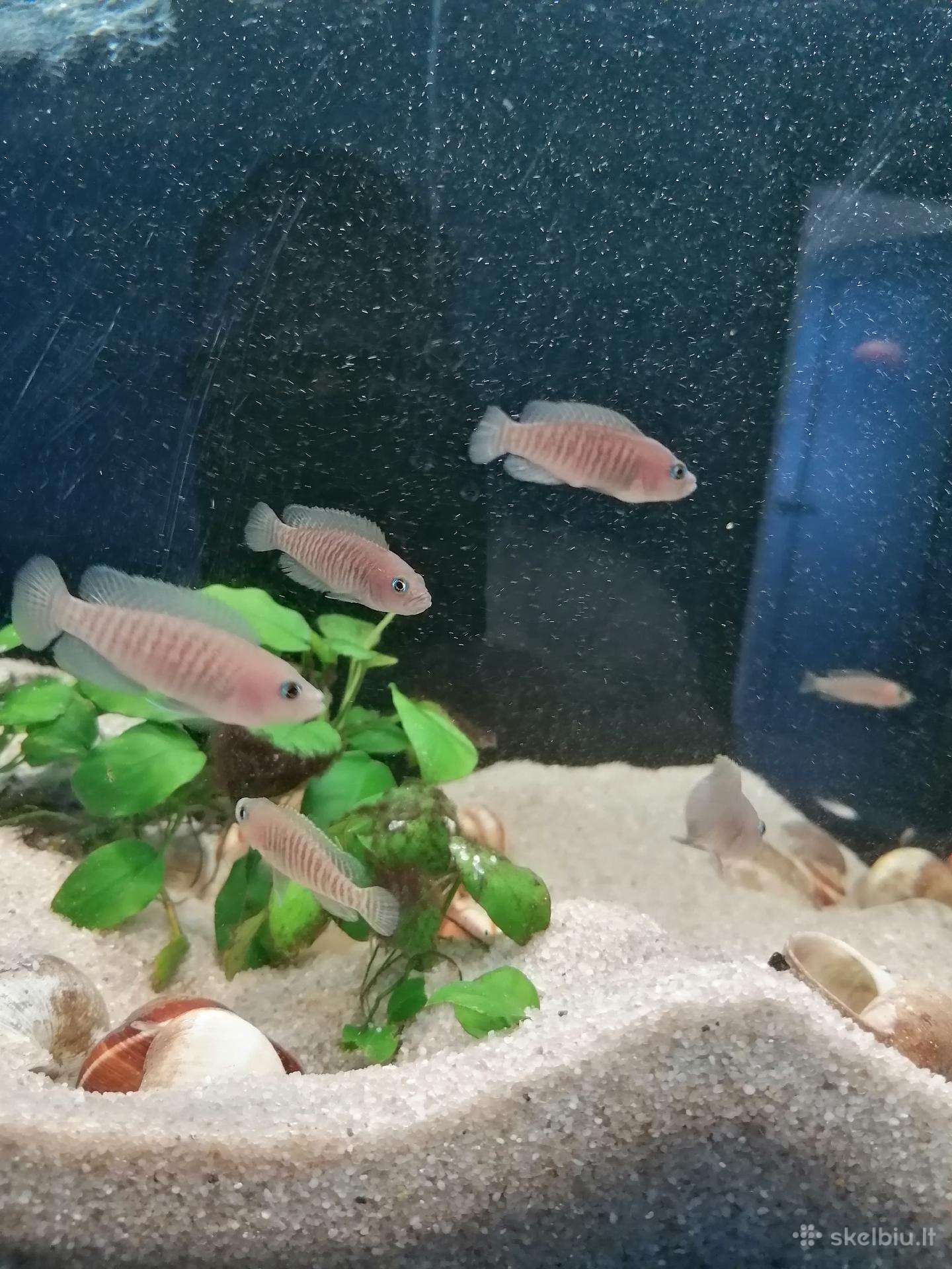 Parduodami Neolamprologus multifasciatus