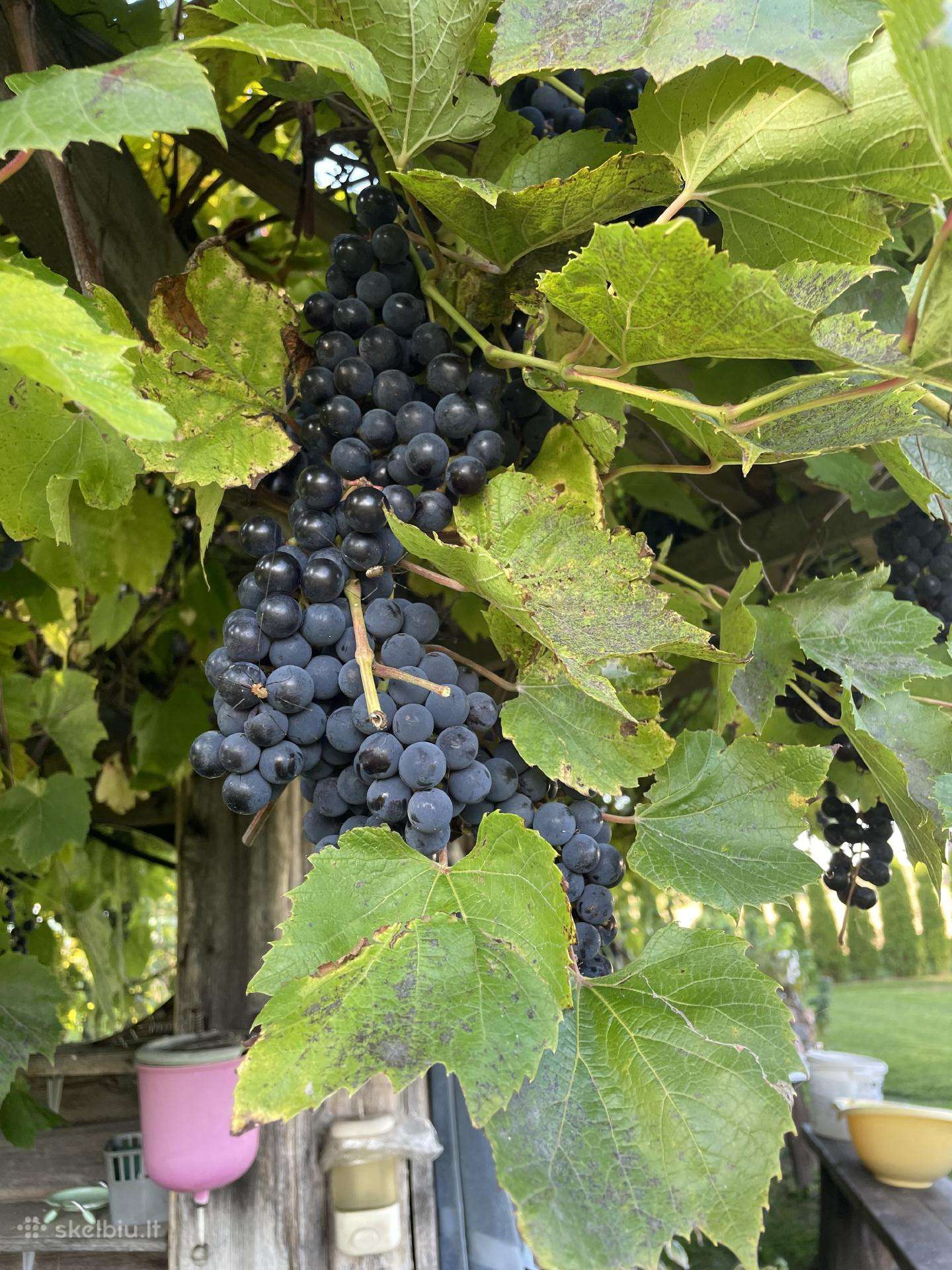Parduodu melynas vynuoges 1,5 euro uz kg
