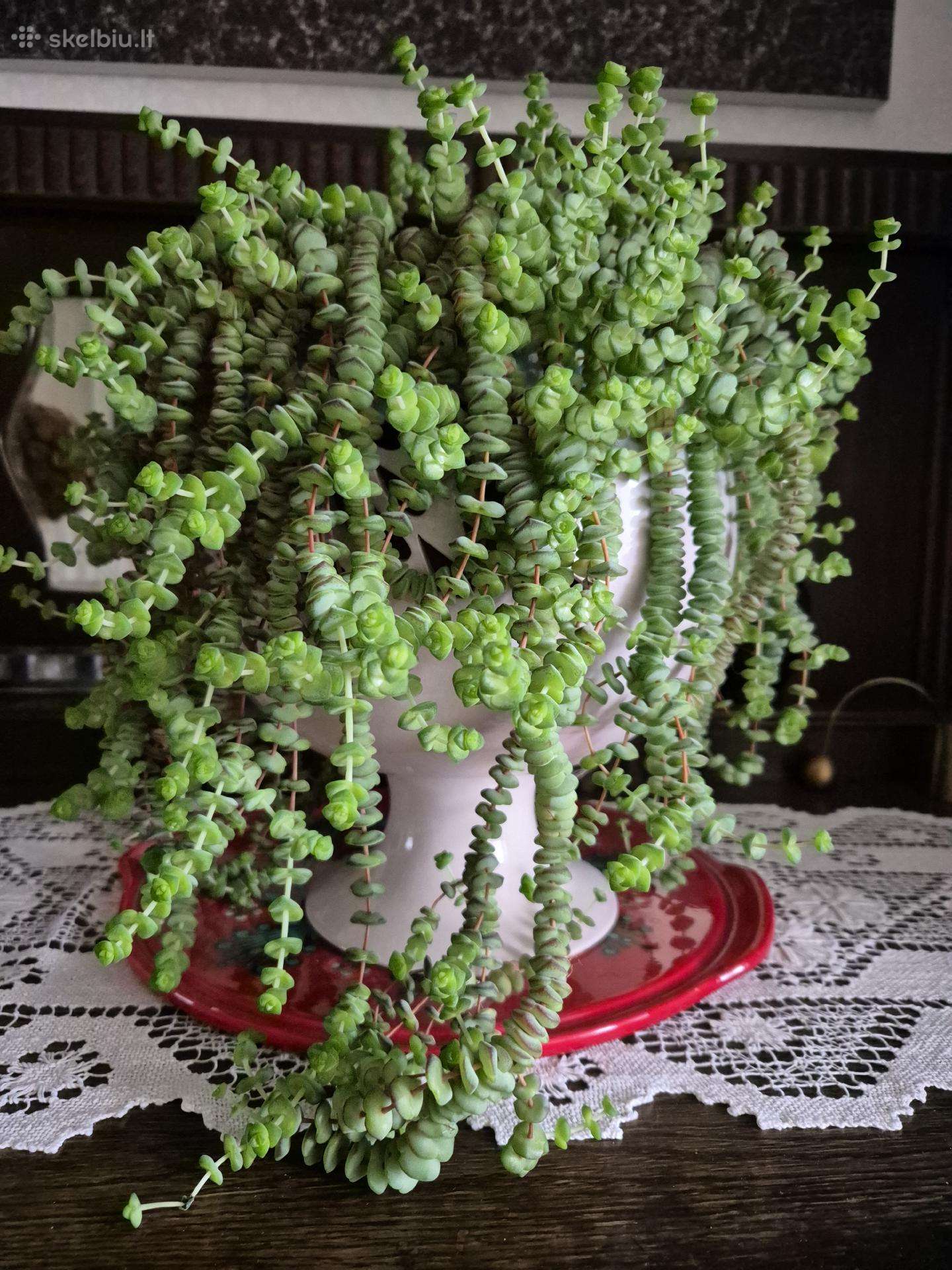 Crassula - sukulentinis augalas