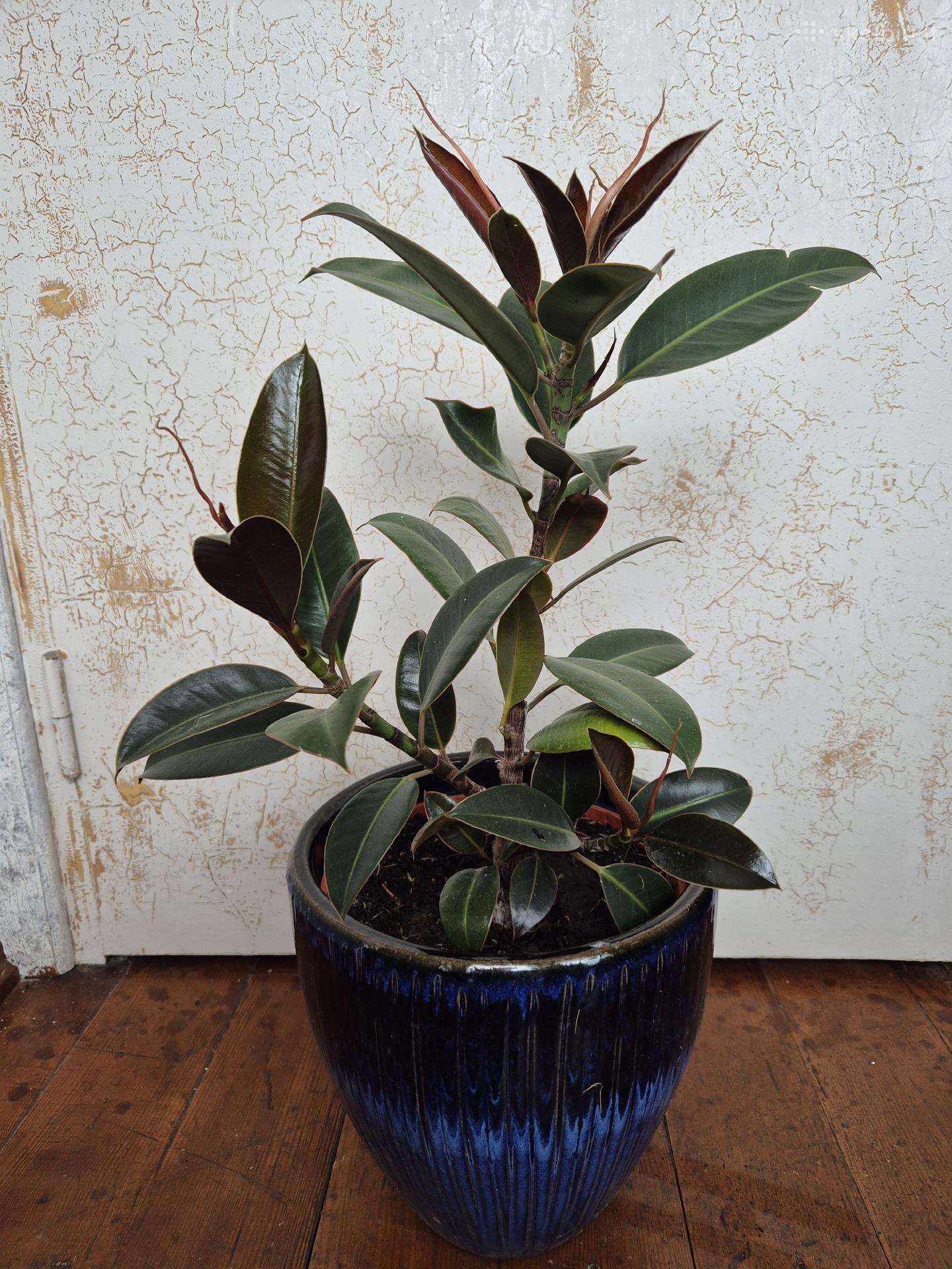 Parduodamas smulkialapis fikusas