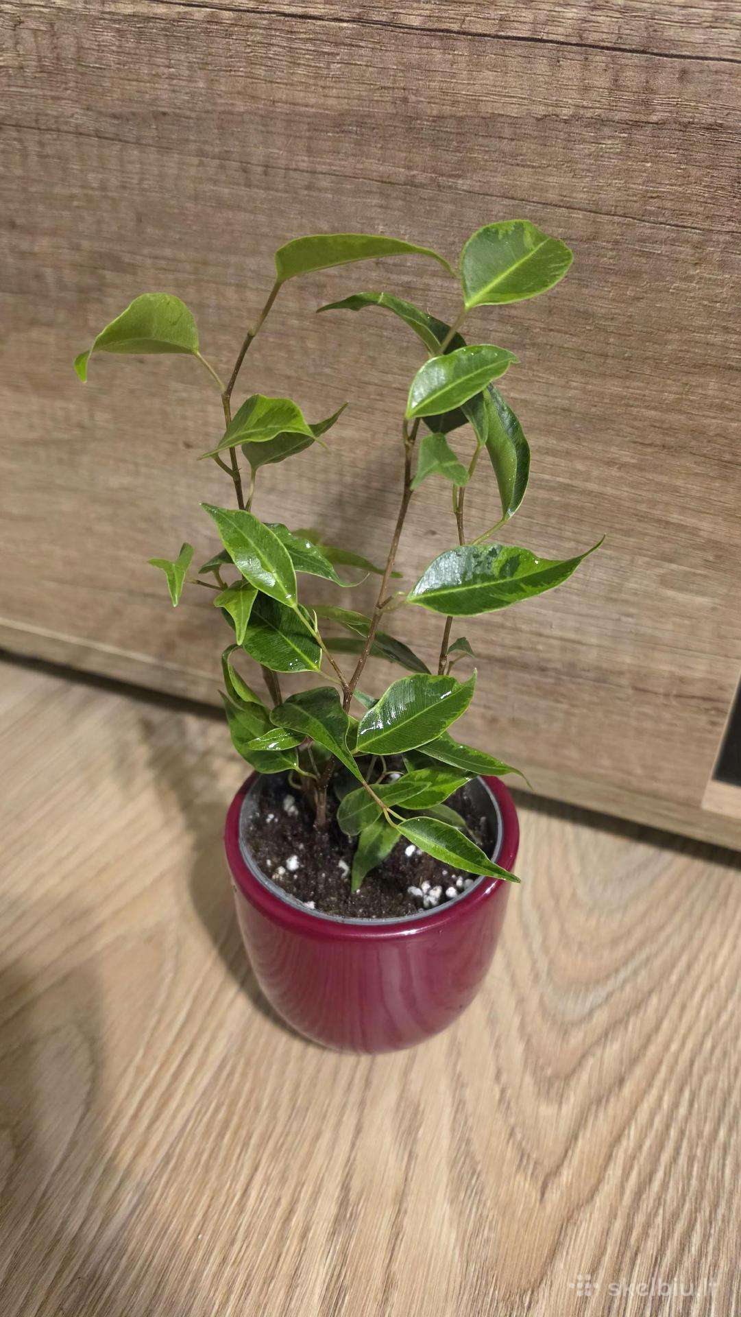 Fikusas Benjamina Anastasia