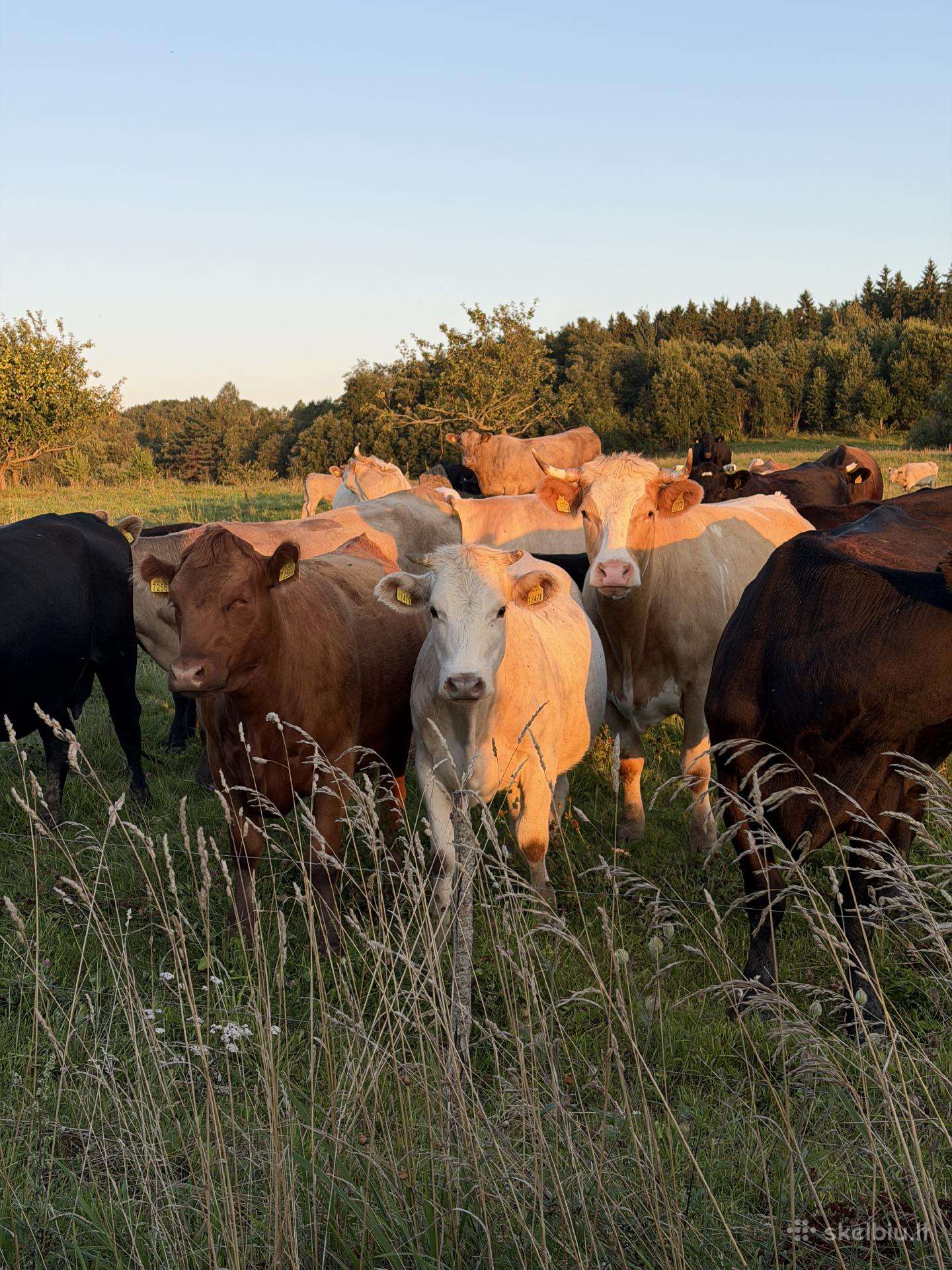 Parduodama 55 mėsinių galvijų banda Telšių rajone