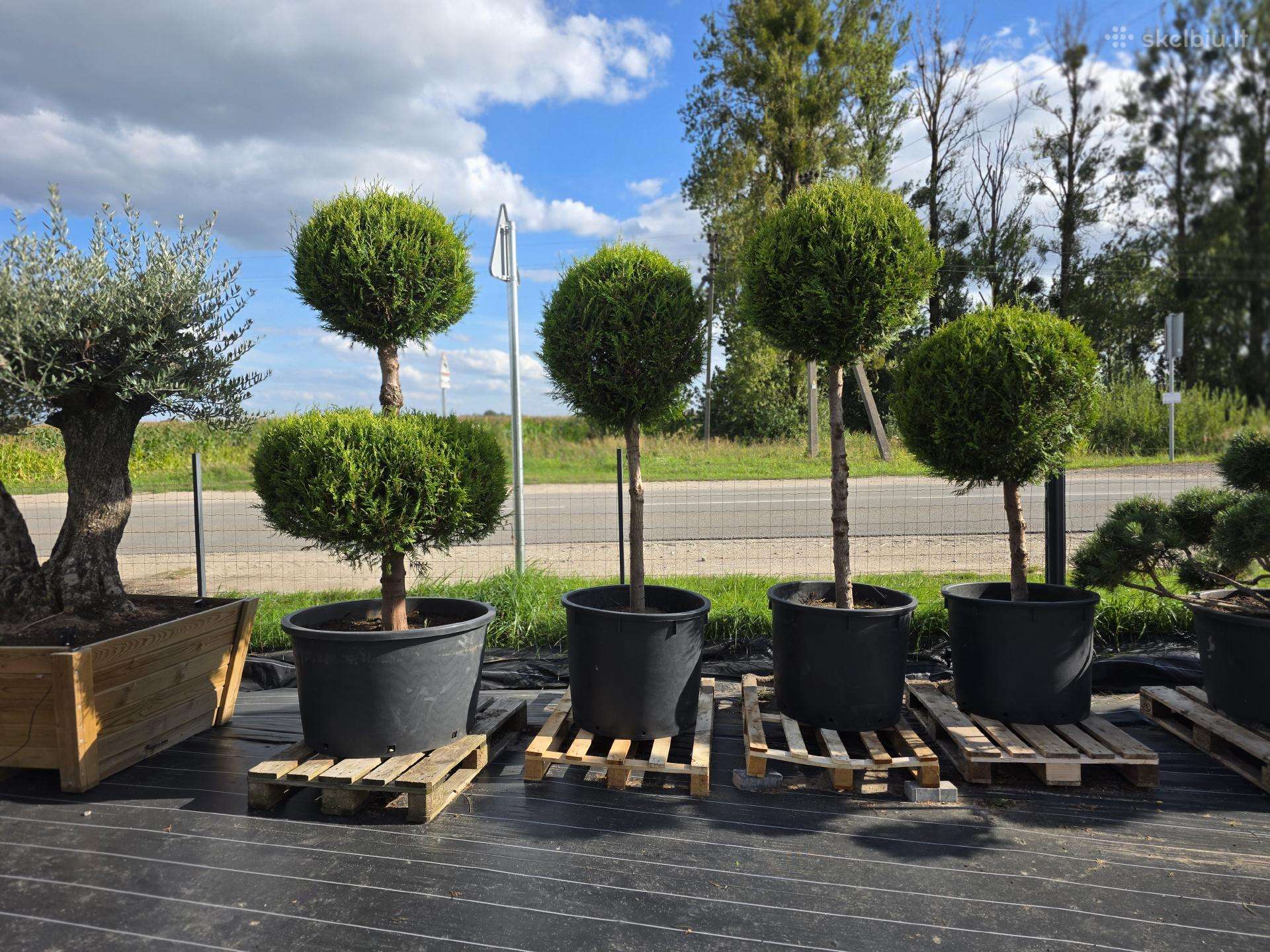 Formuoti Medžiai Bonsai Topiariai