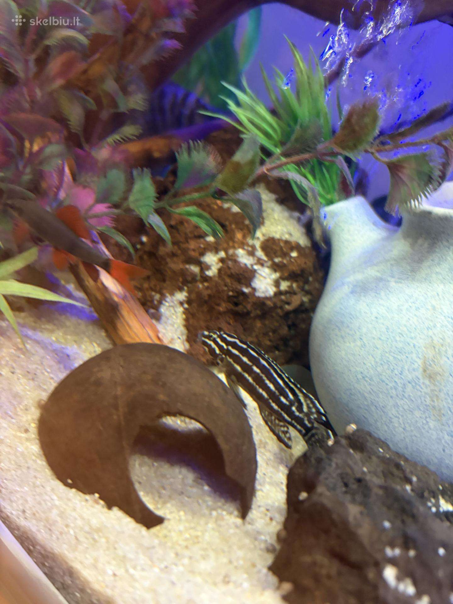 Afrikos ciklidai