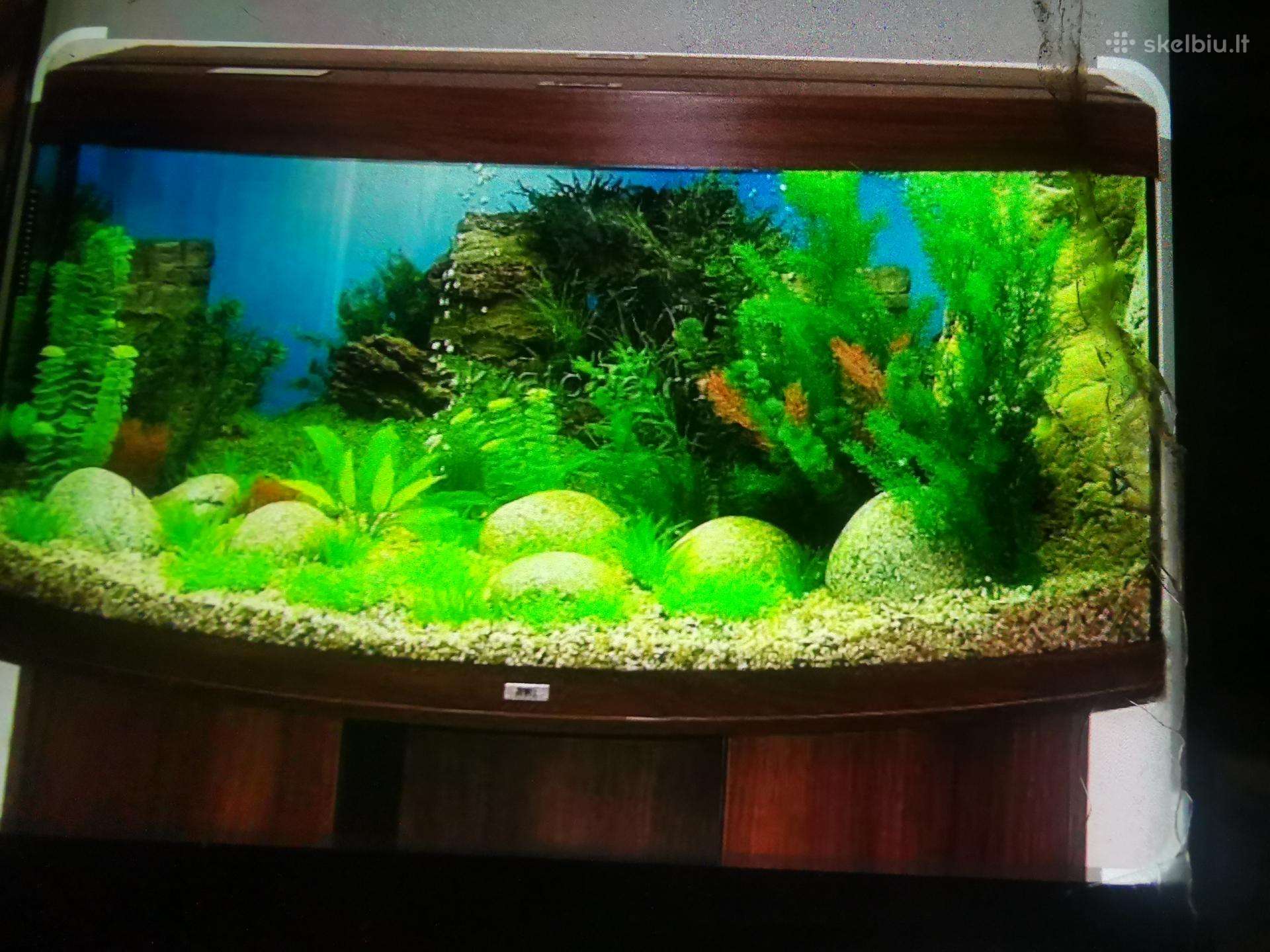 Panoraminis 200ltr lenktas akvariumas