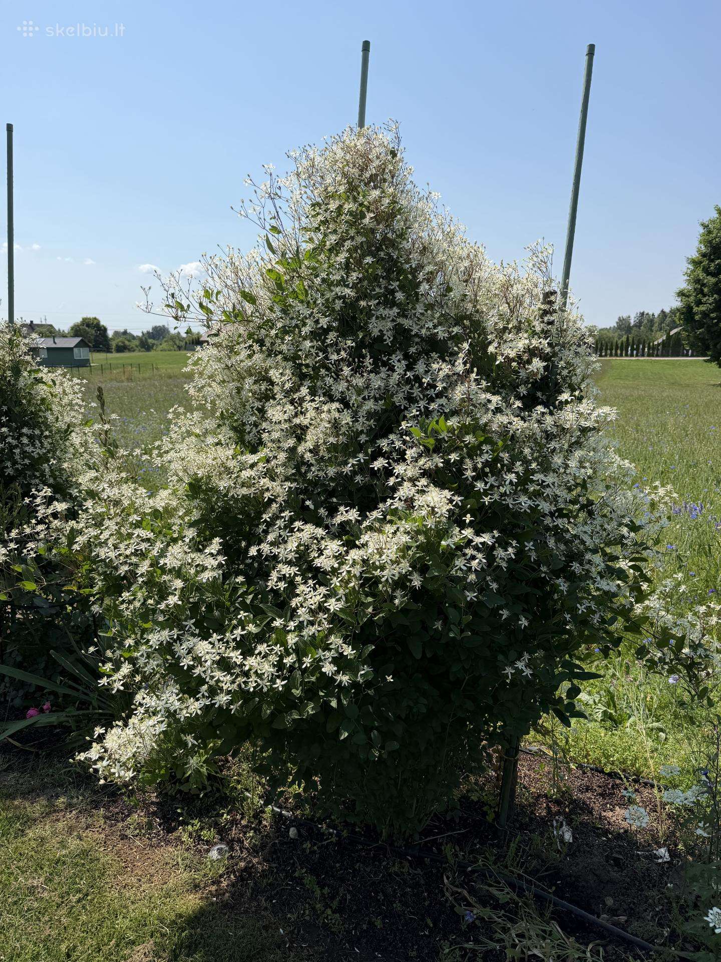 Raganė Clematis