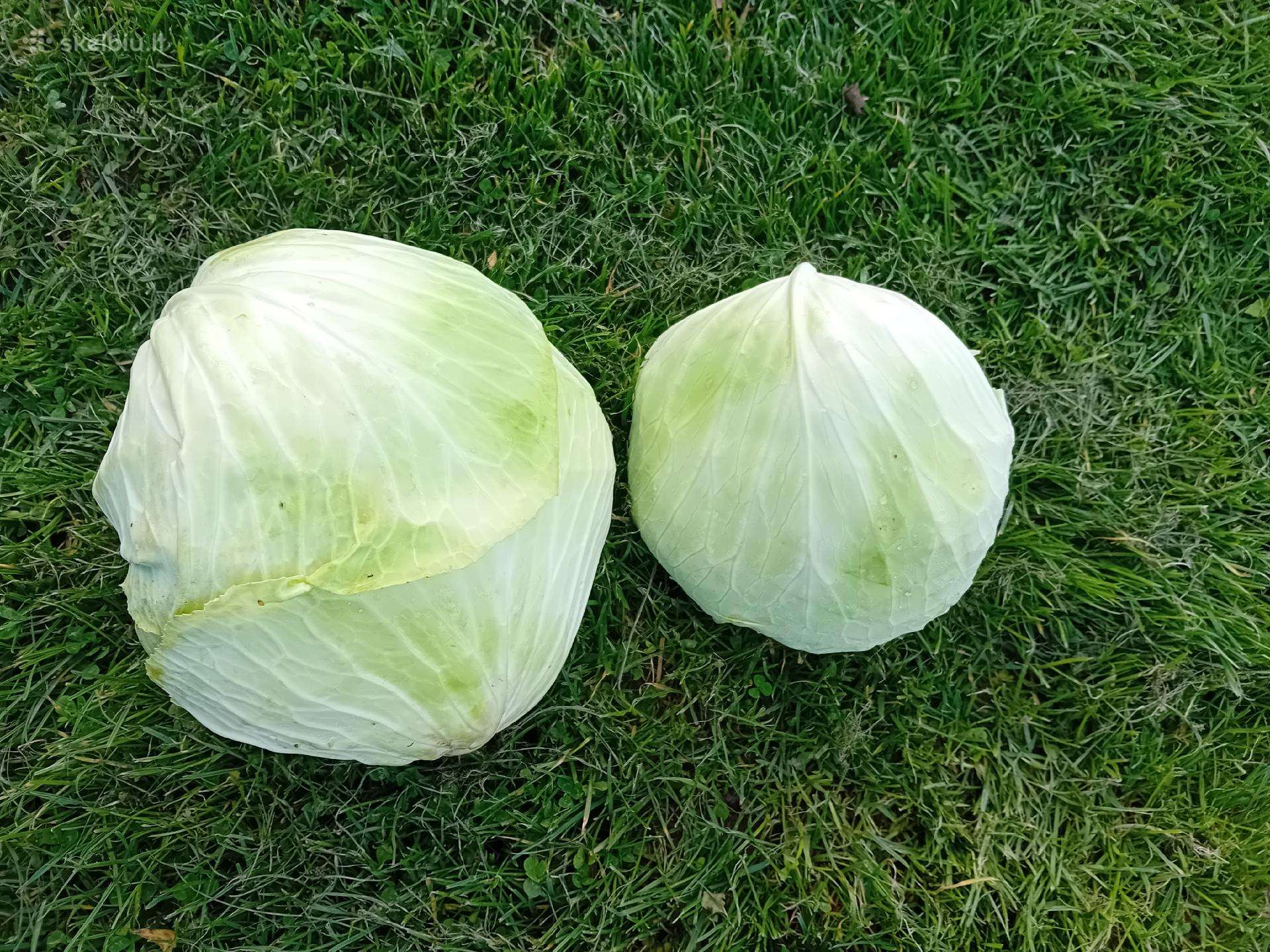 Kopustai