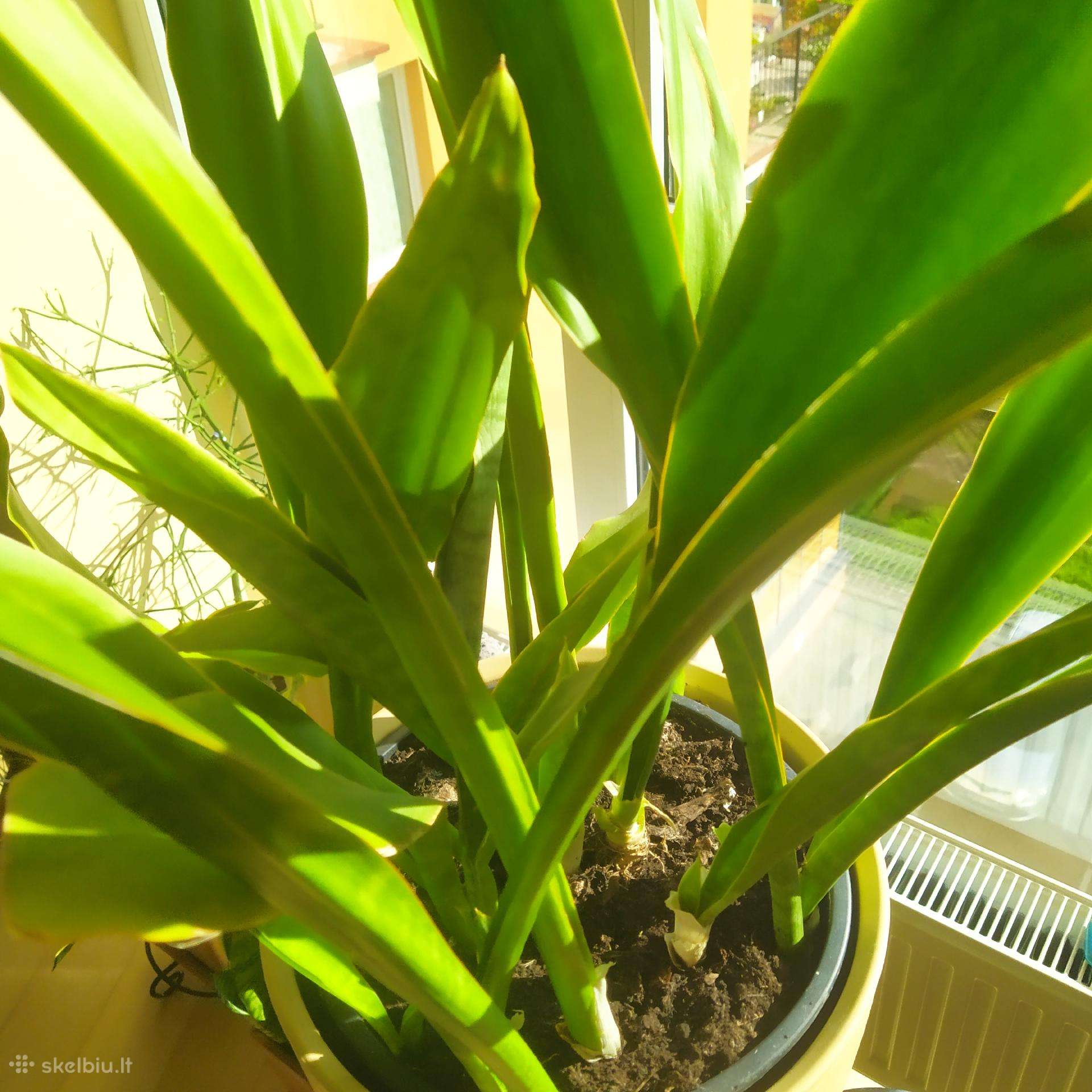 Sanseveria