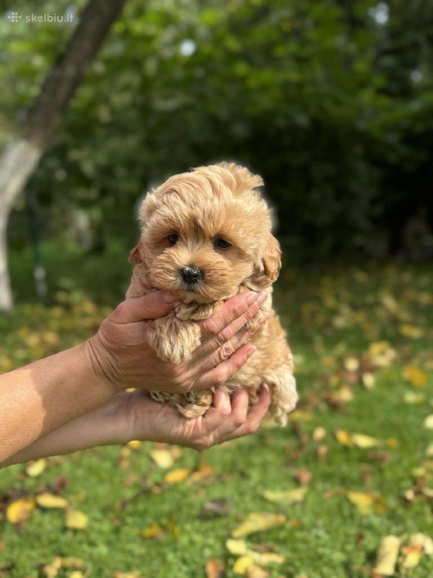 Maltipoo patinėlis