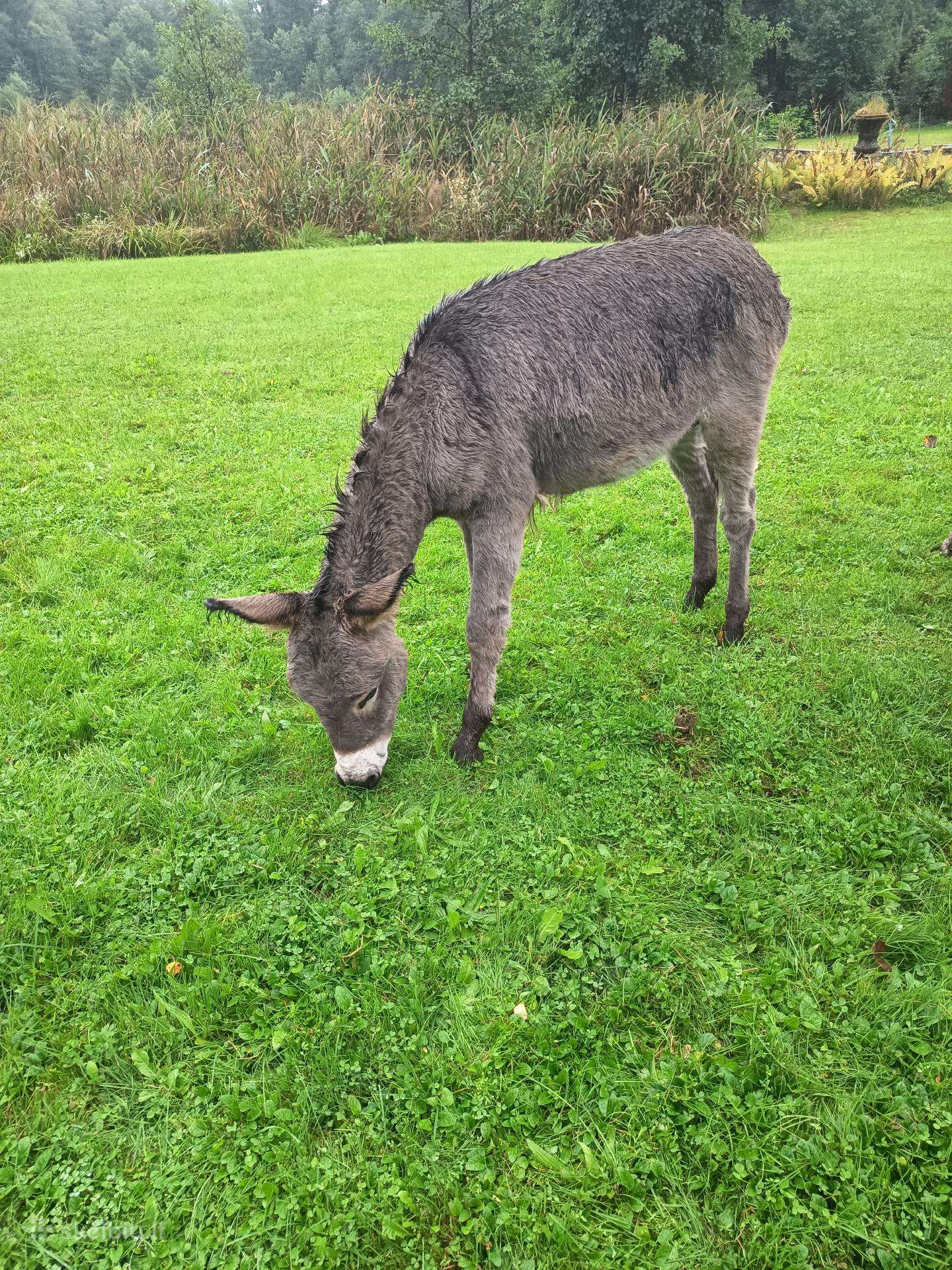 Parduodamas draugiškas asilas 1mėtų laiko Trakų r