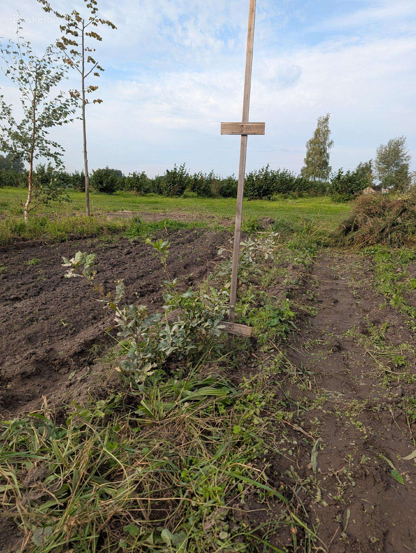 Parduodame ąžuoliukų sodmenis 0,3m iki 2m