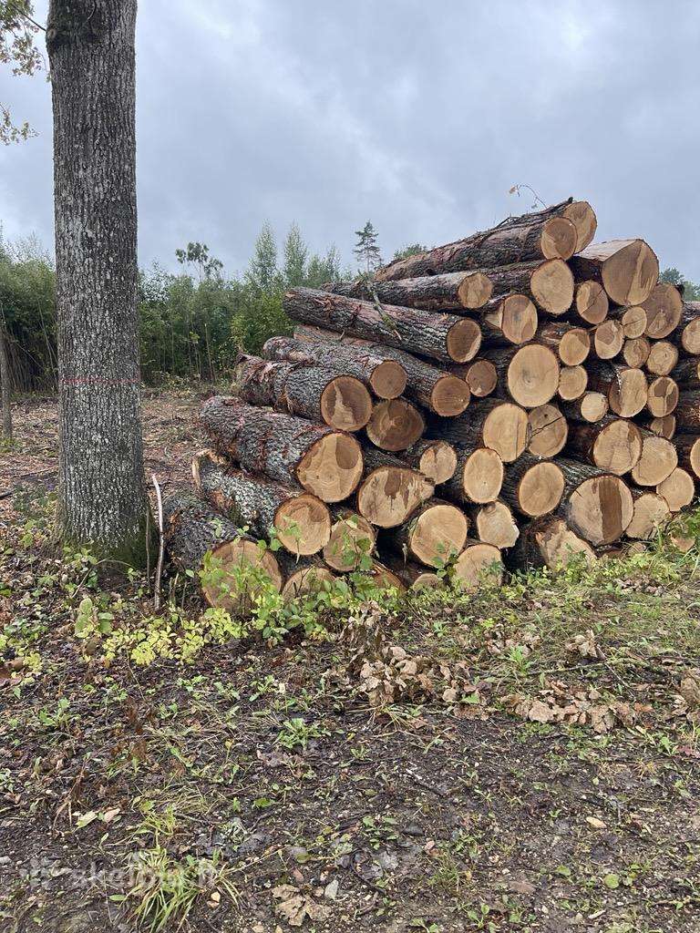 Perkame ąžuolo, uosio rąstus