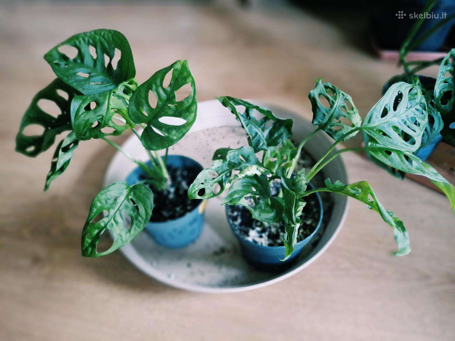 Monstera adansonii / Monkey Mask augalas
