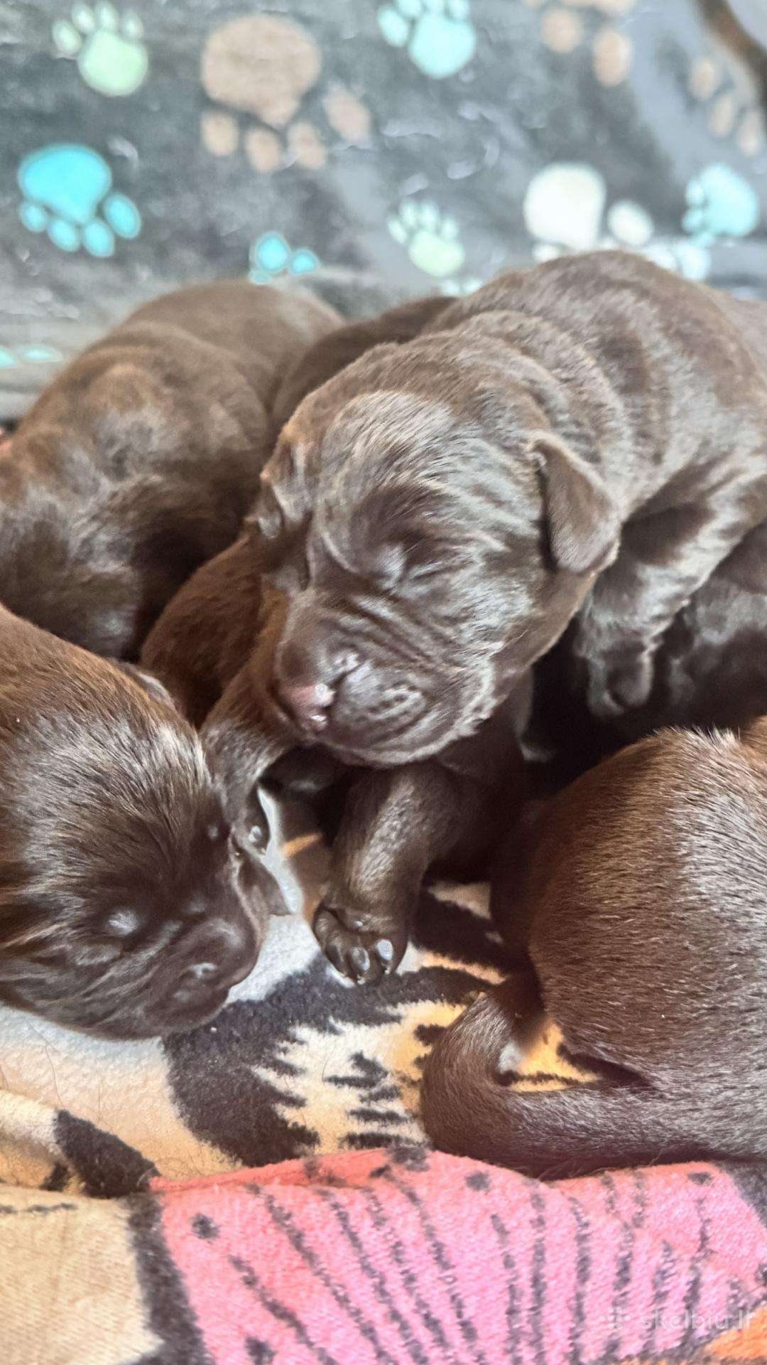 Labrador