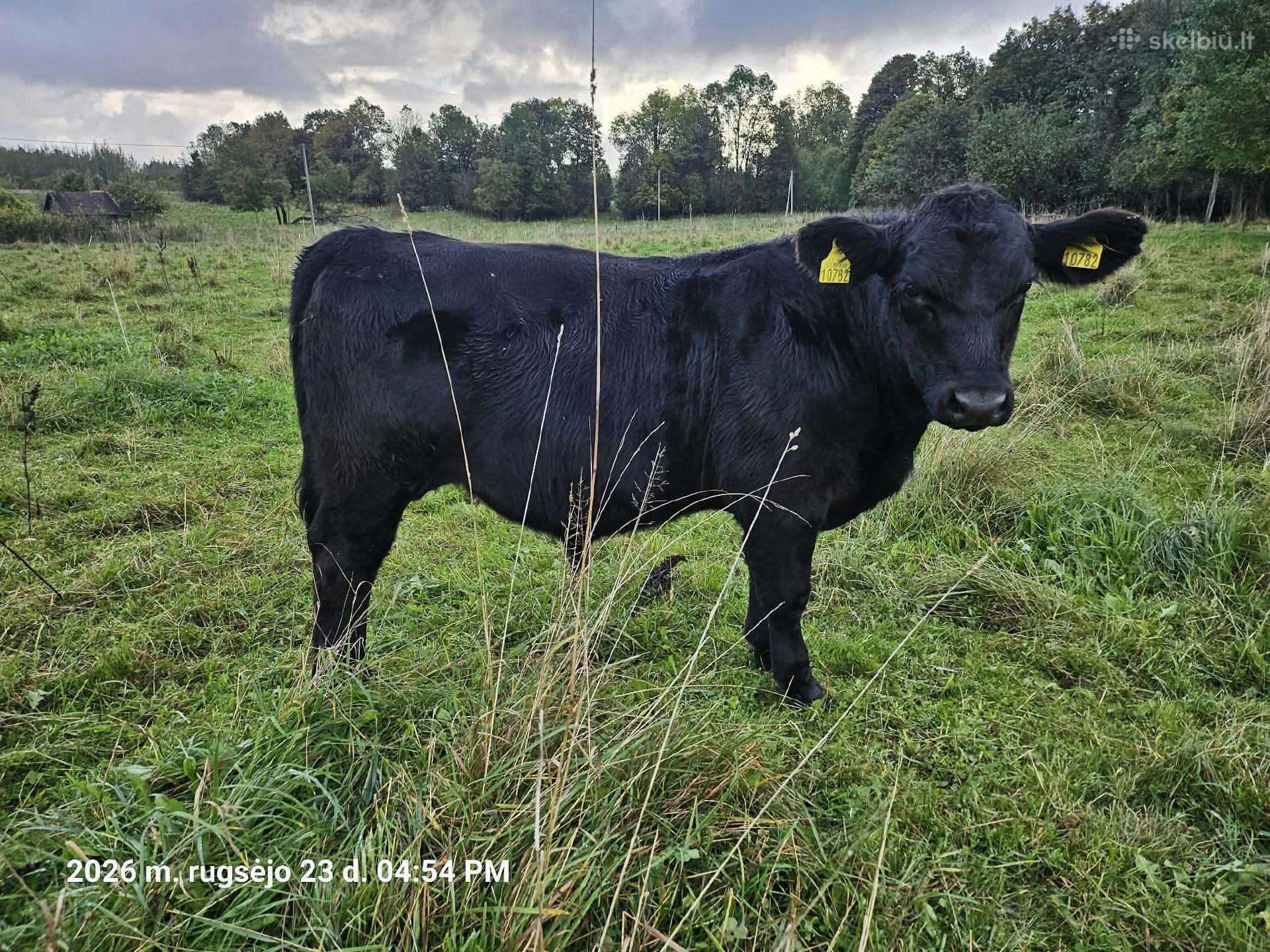 20 vnt angus buliuku