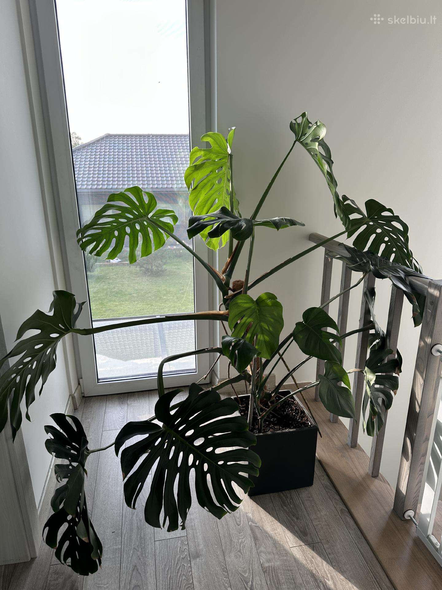 Dvi monsteros, monstera