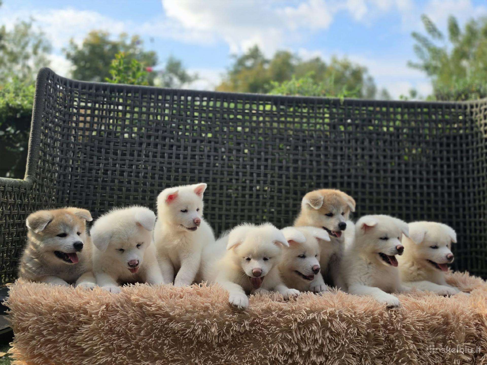 Akita Inu šuniukai