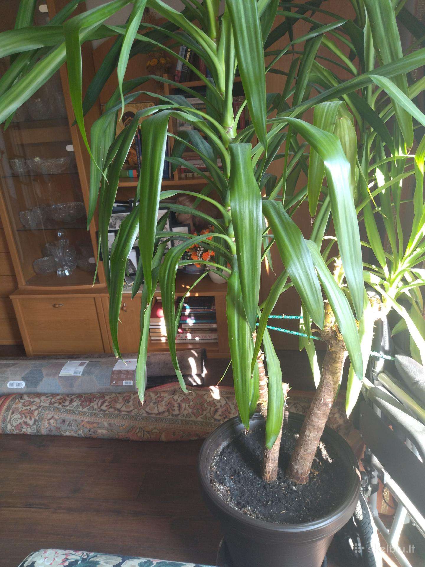 Parduodu palmą