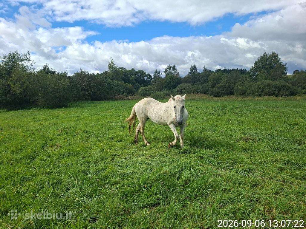 Parduodama kumelė