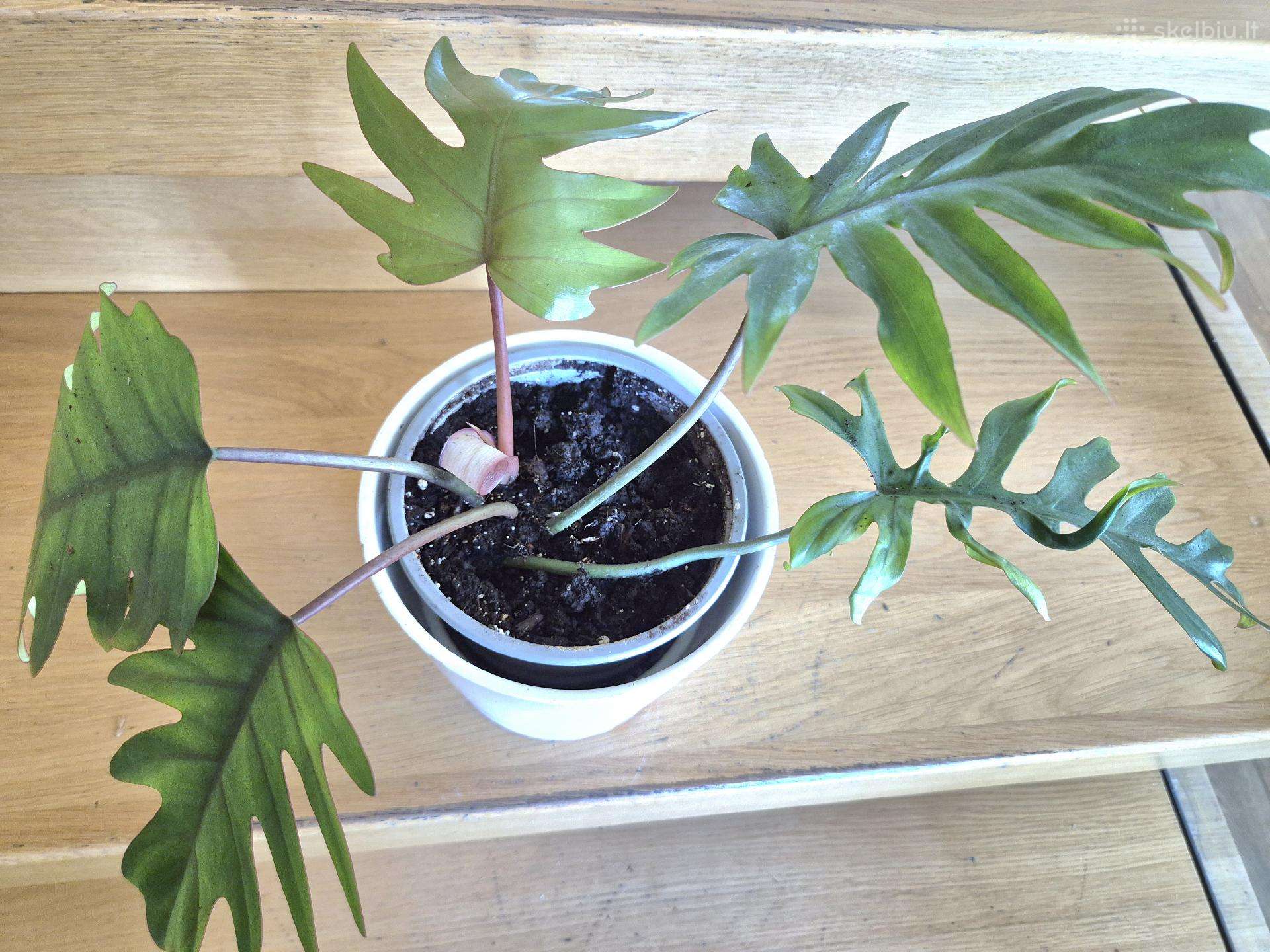 Kambarine gele" Philodendron".