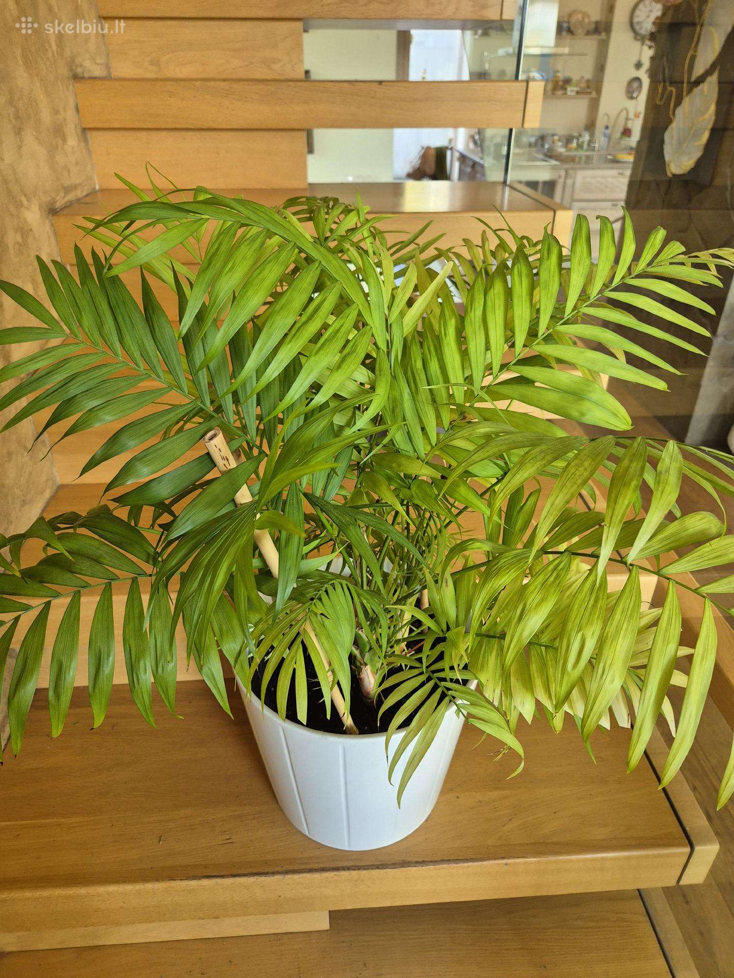 Kambarine gele palme"howea".