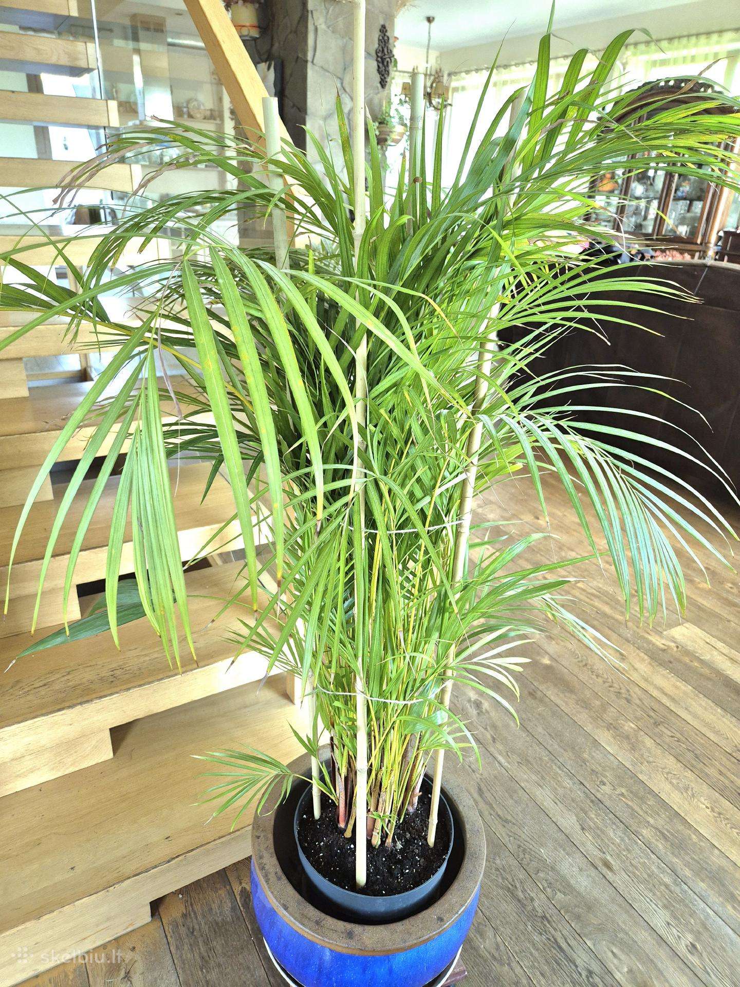 Kambarinę gele-palme 120 cm.