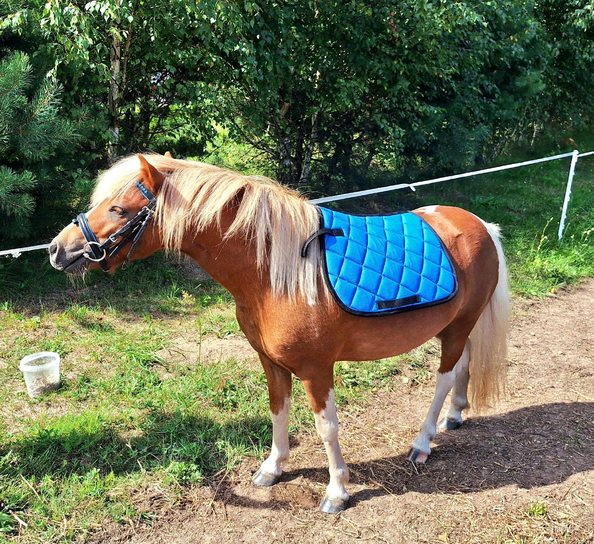 Šetlando ponis eržiliukas