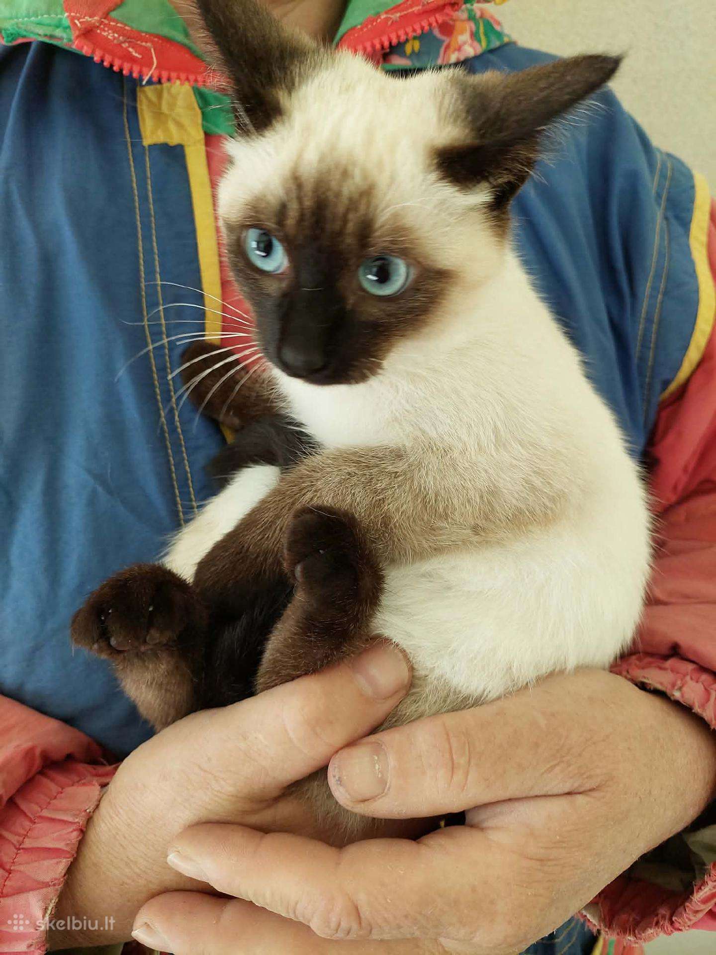 Siamo