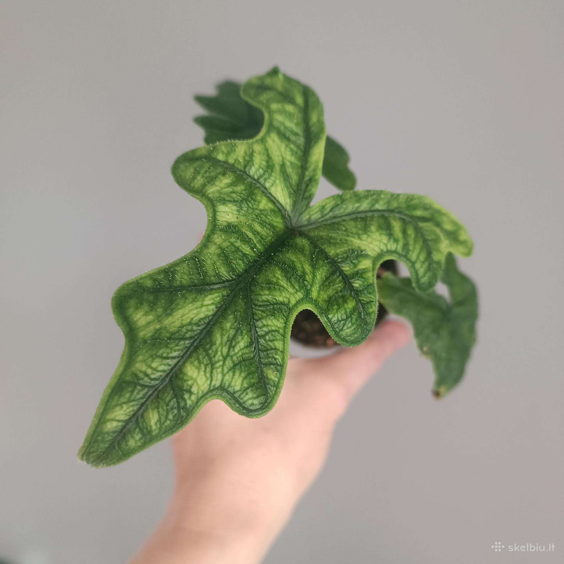 Alocasia Jacklyn