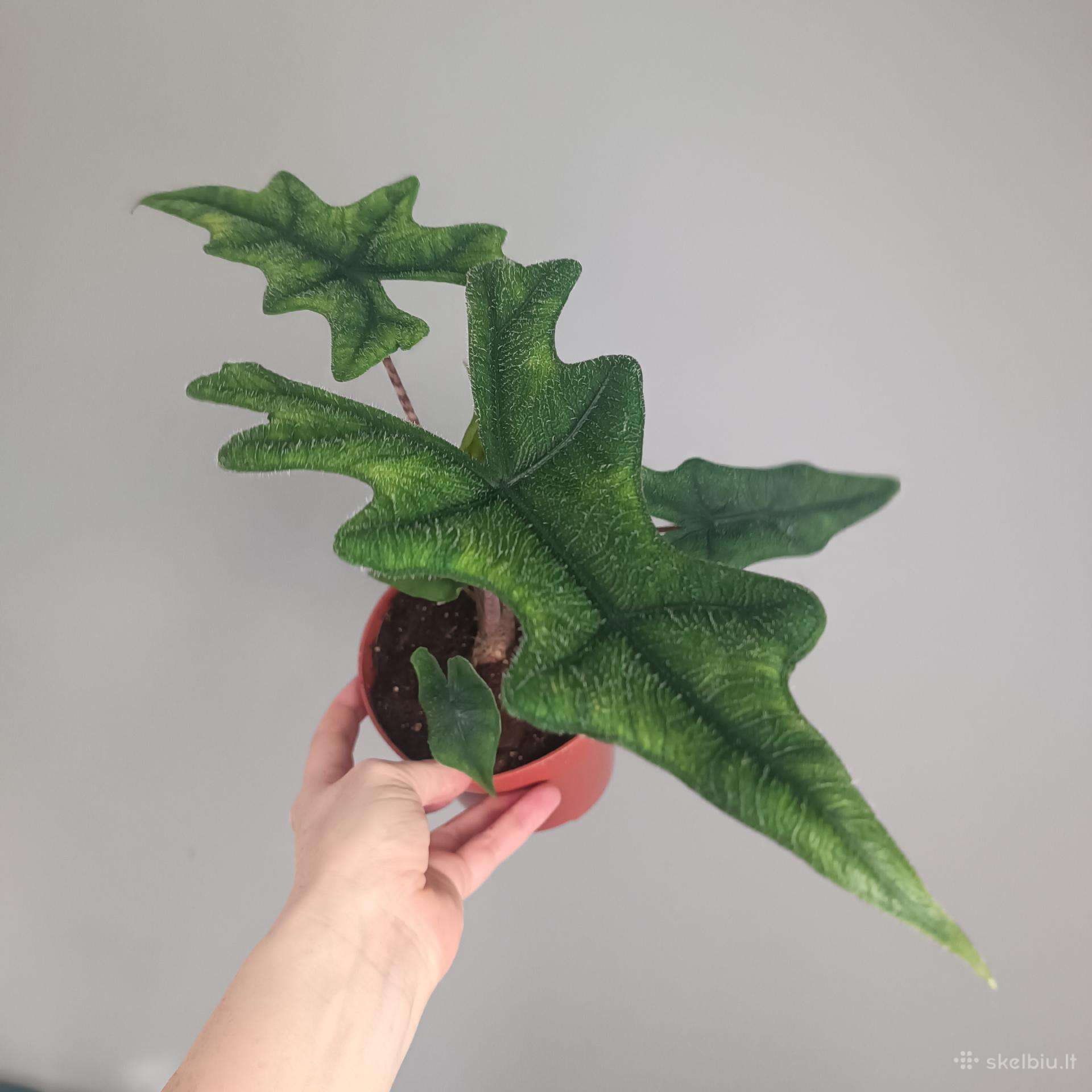 Alocasia Jacklyn