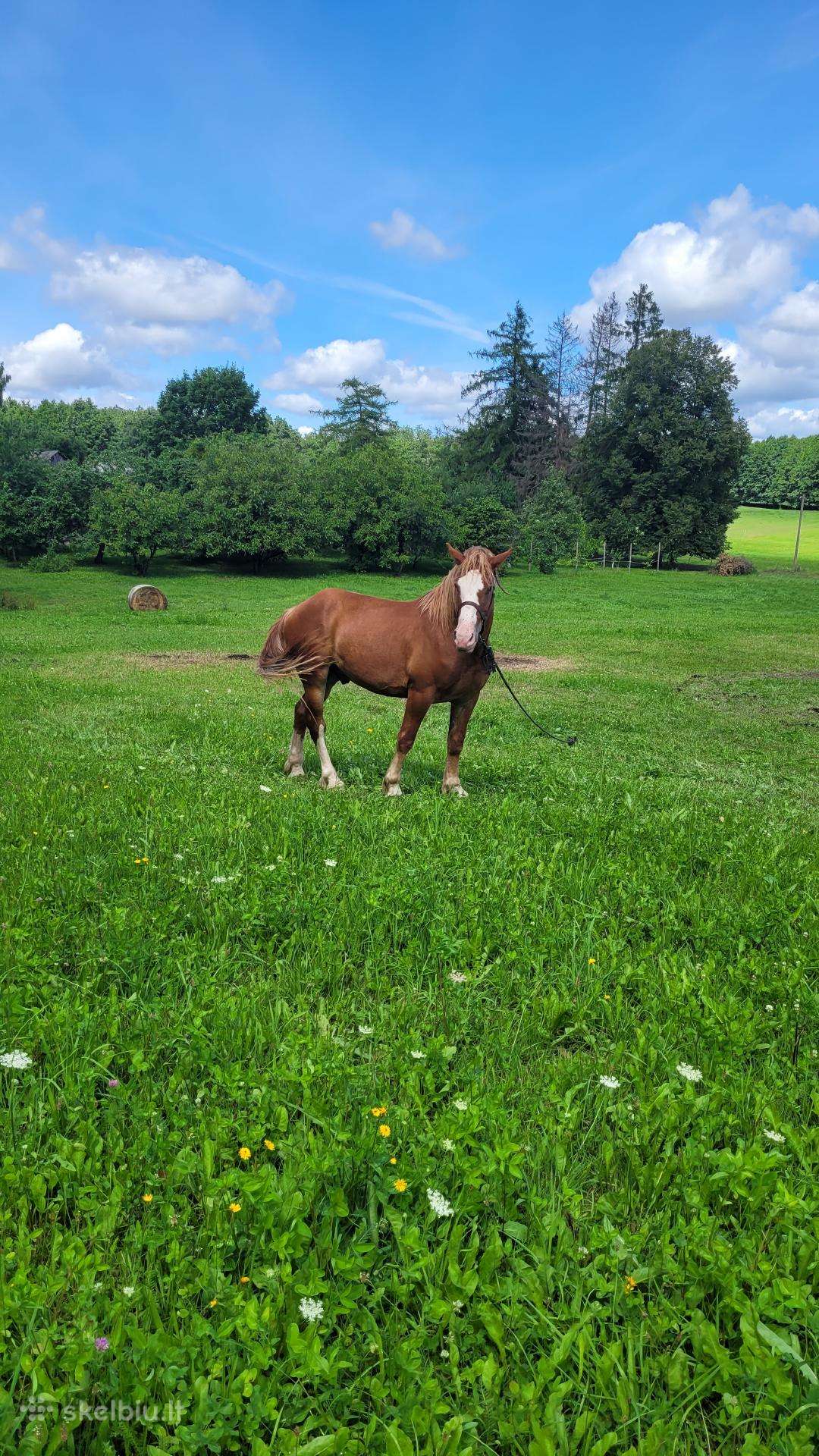Parduodu 3 metų kastratą