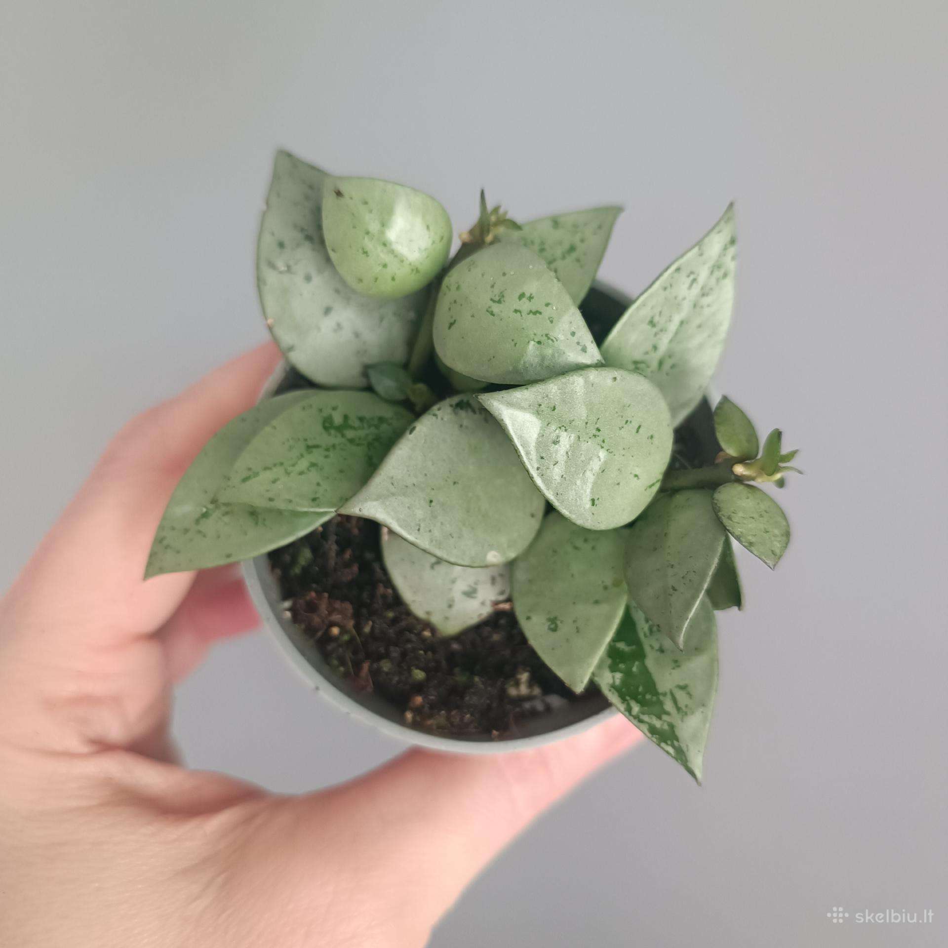 Hoya Krohniana Eskimo