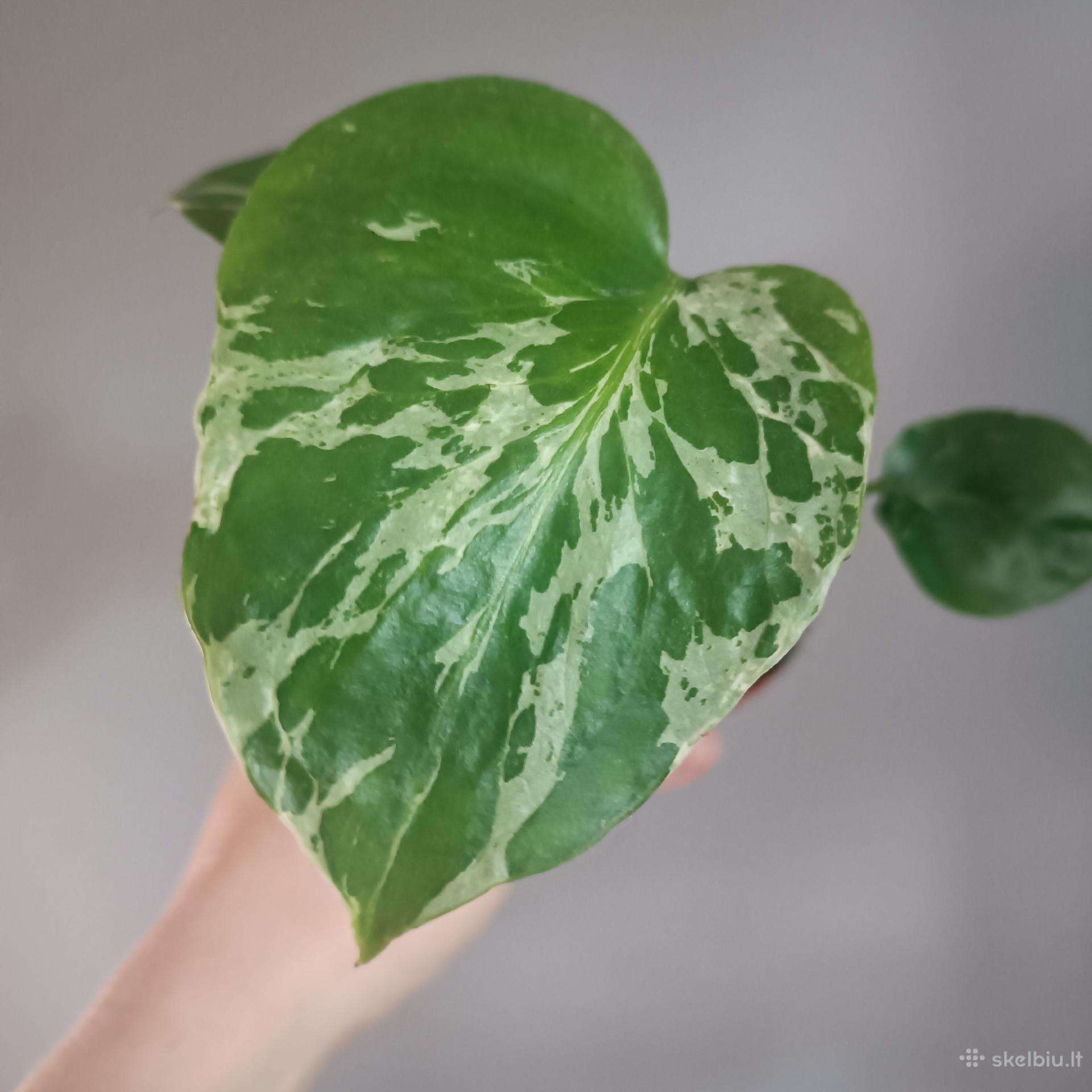 Monstera Bulbasaur