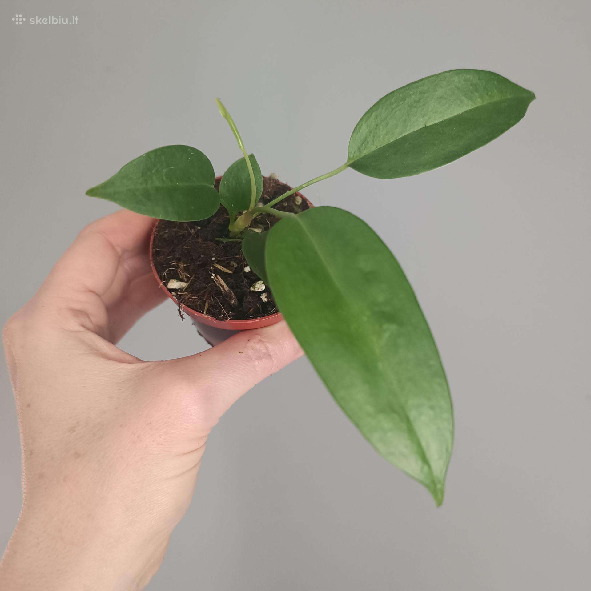 Anthurium Wendlingeri