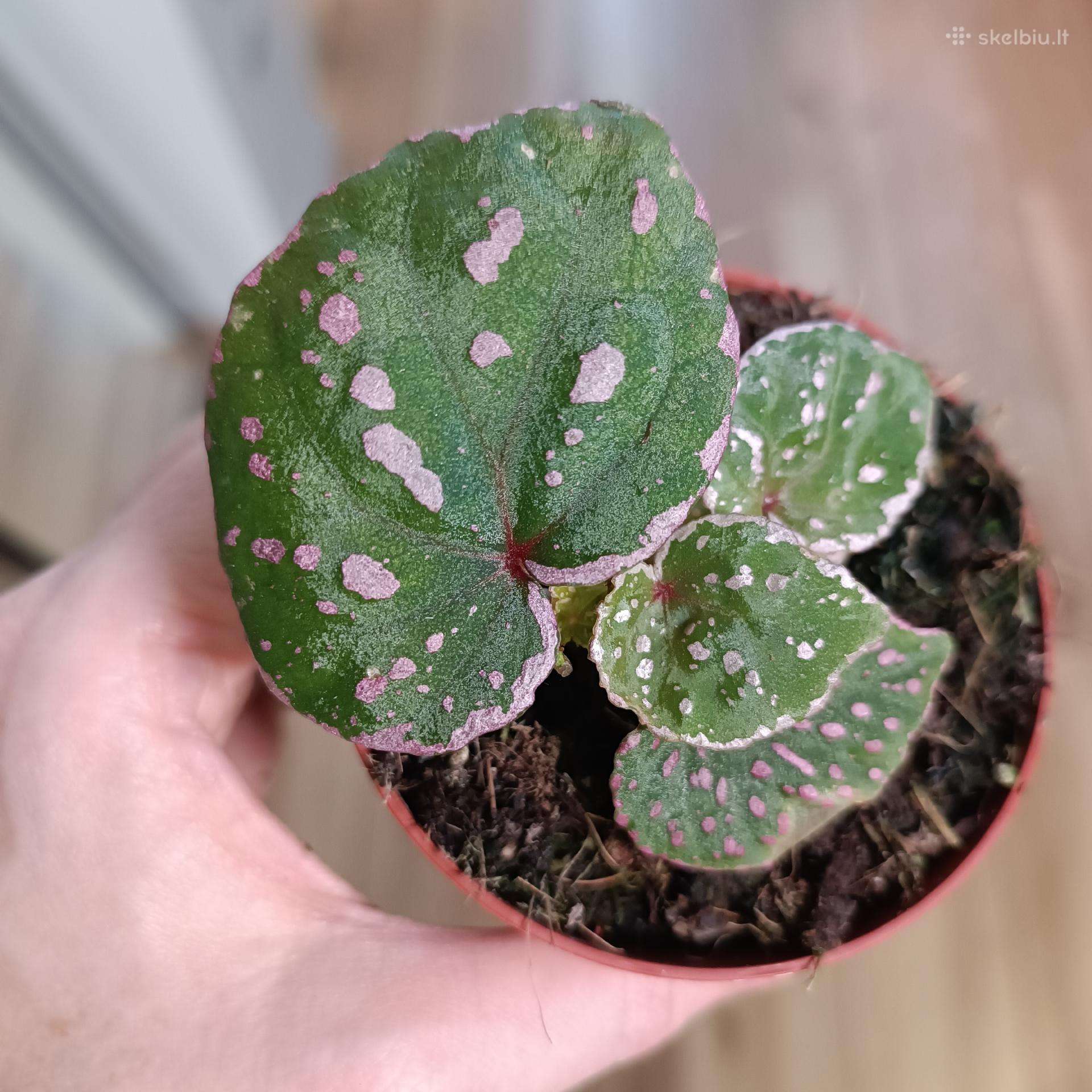 Begonia sp. Muara Wahau