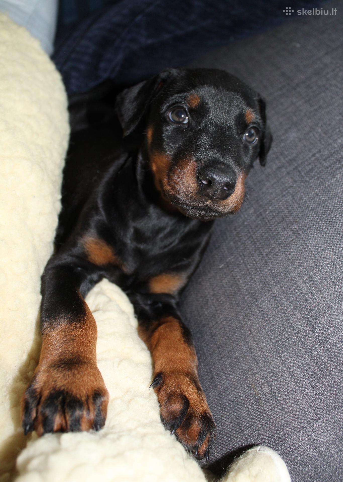 Dobermanu veisles suniukai Su Kilmes dokumentais
