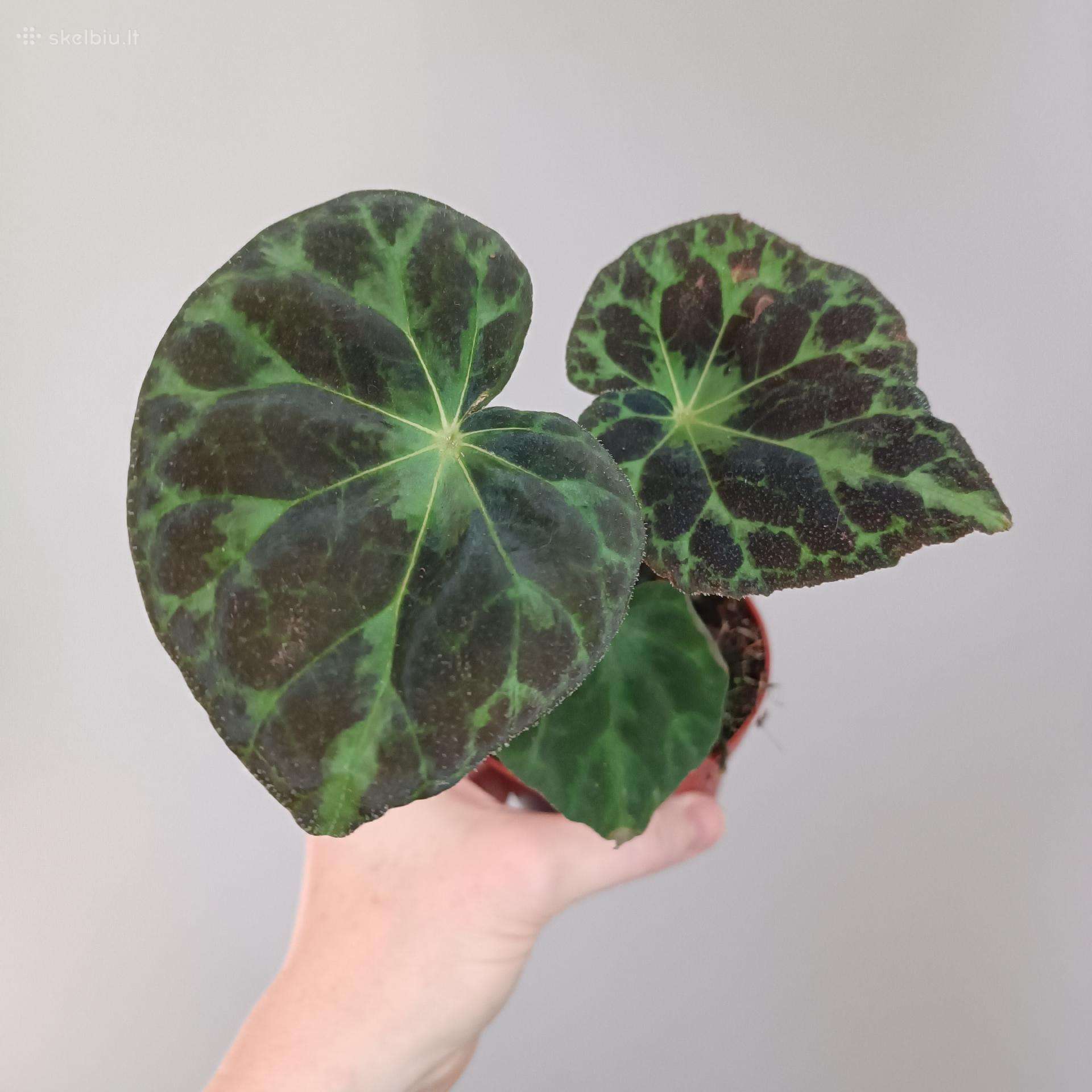 Begonia Barsalouxiae