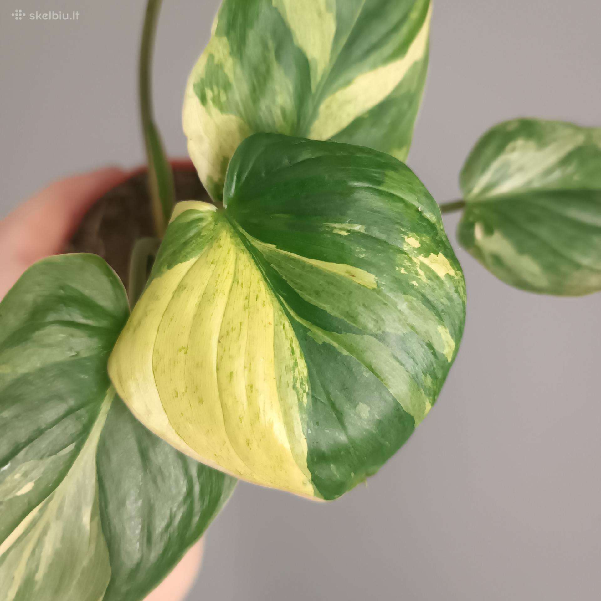 Homalomena Rubescens Aurea Mint