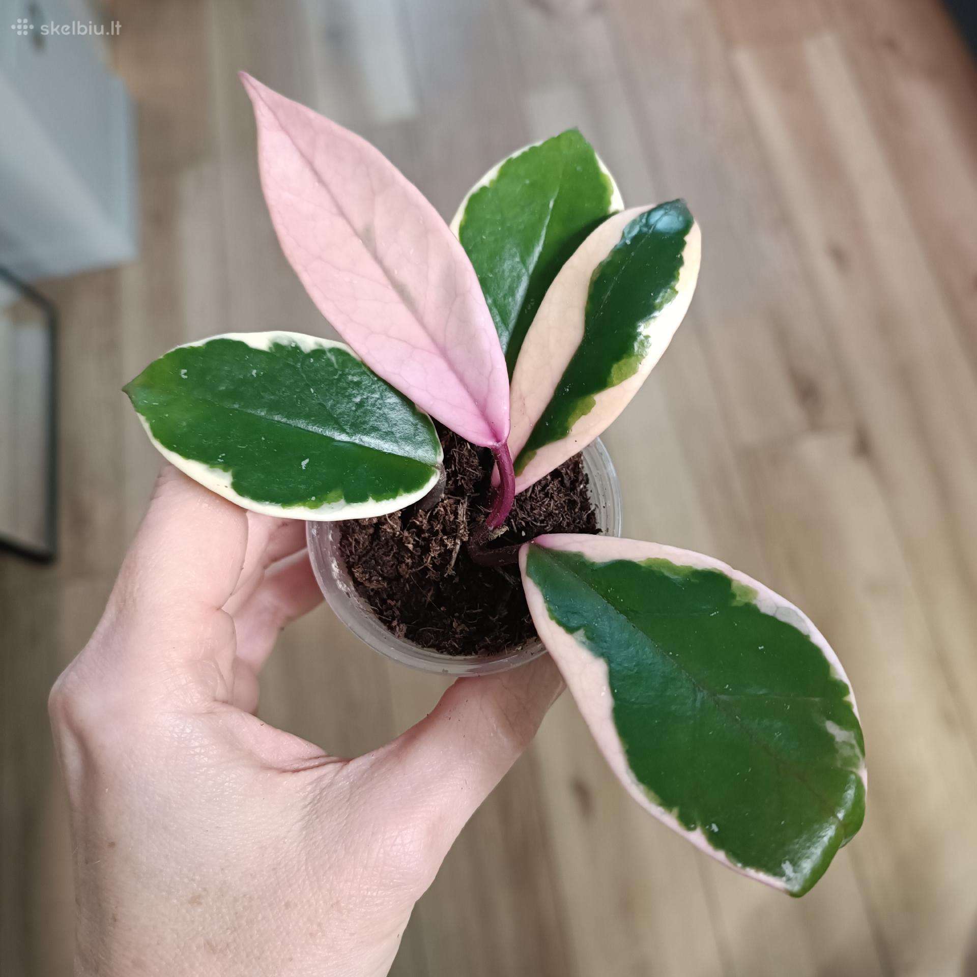 Hoya Carnosa Flamingo Dream