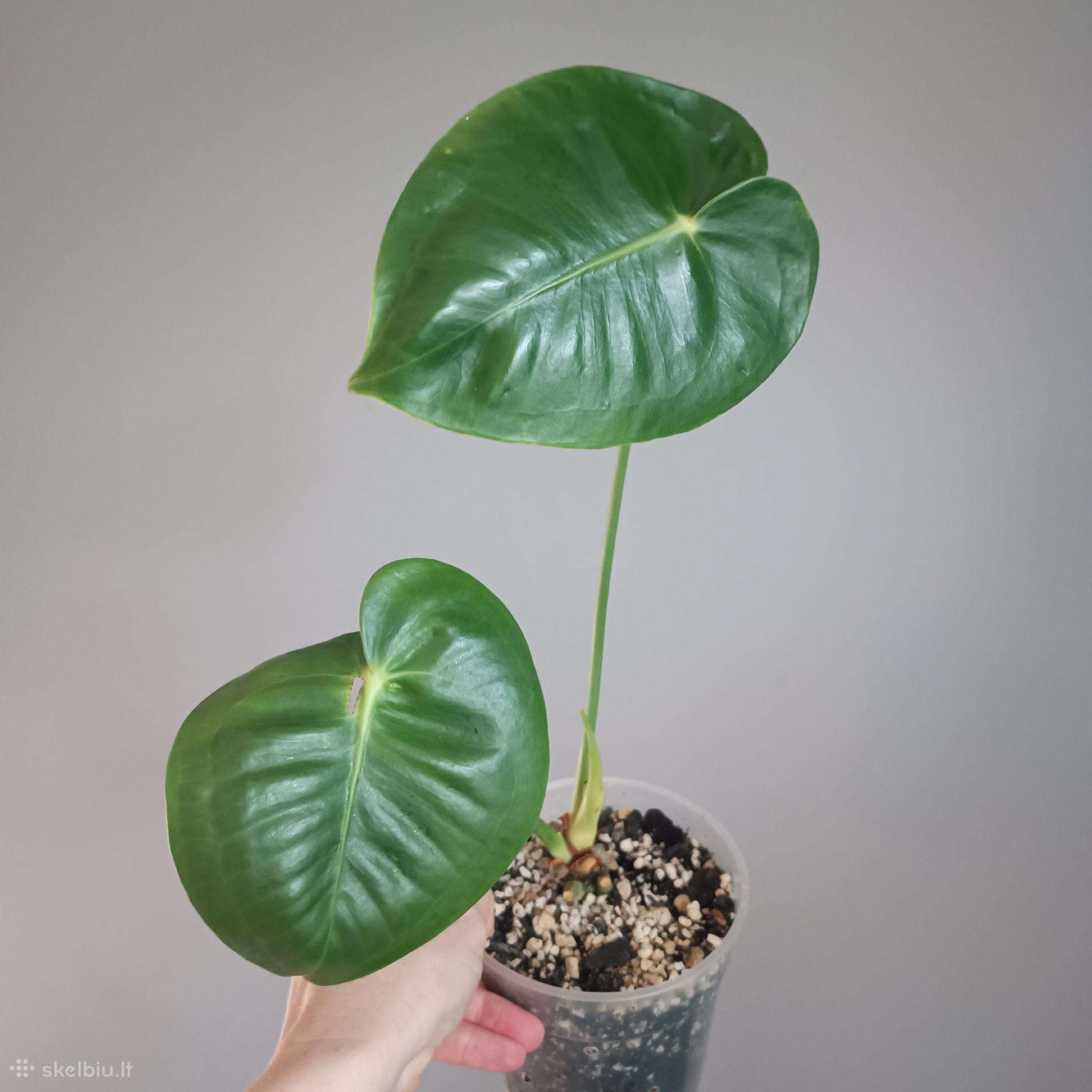 Anthurium Corallinum