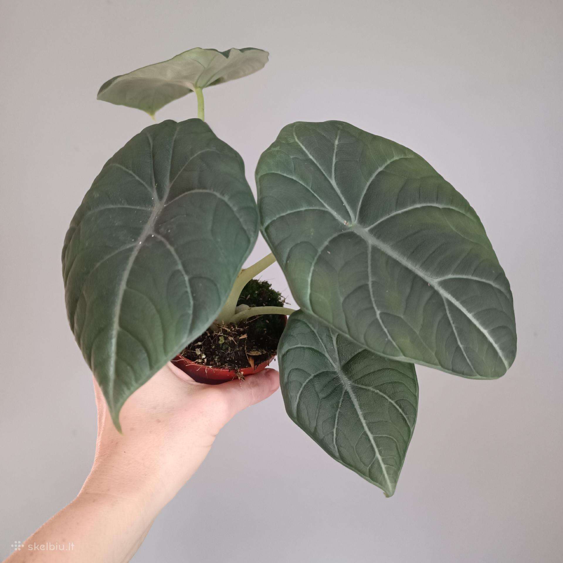 Alocasia Maharani