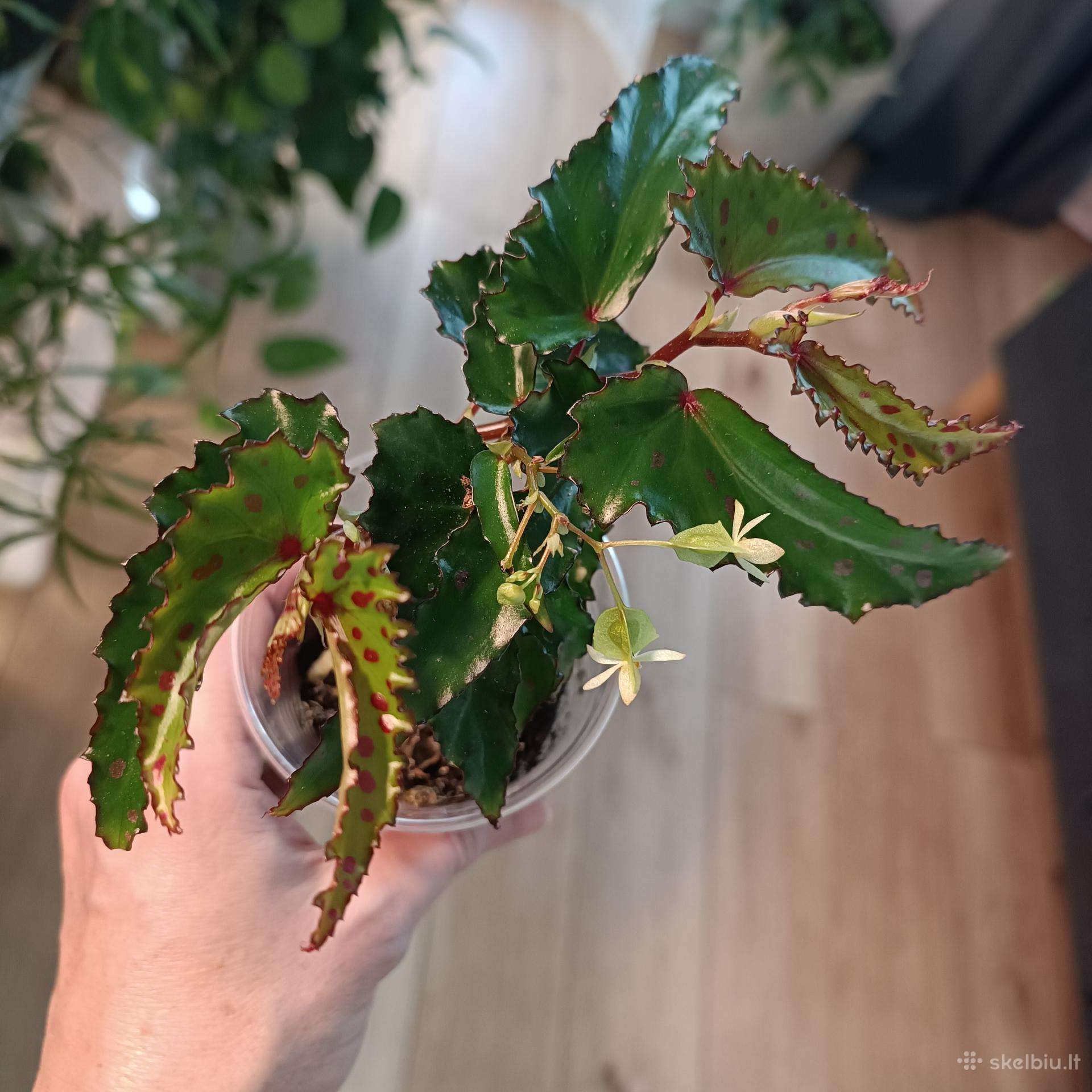 Begonia Pink Dottie