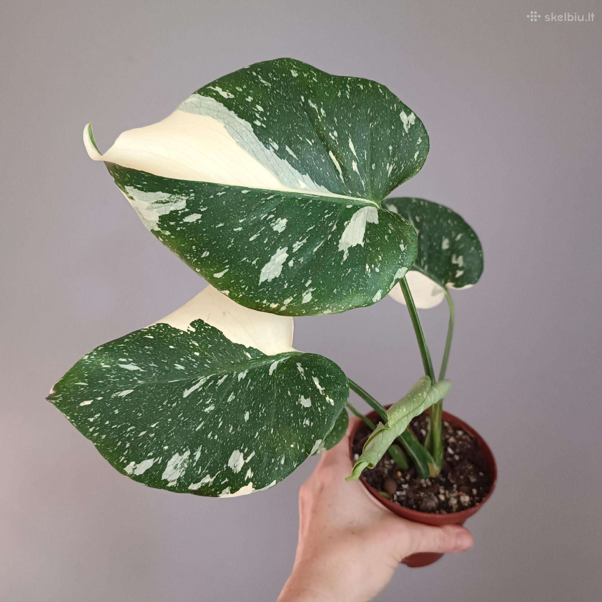 Monstera Deliciosa Thai Constellation