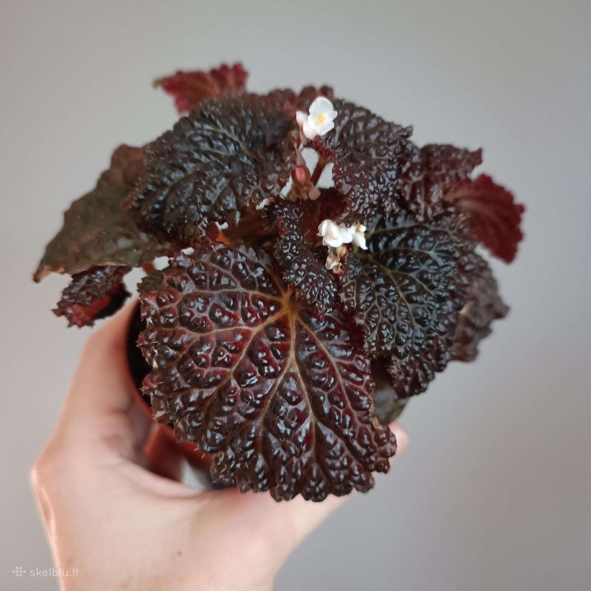 Begonia Baik x Dracopelta