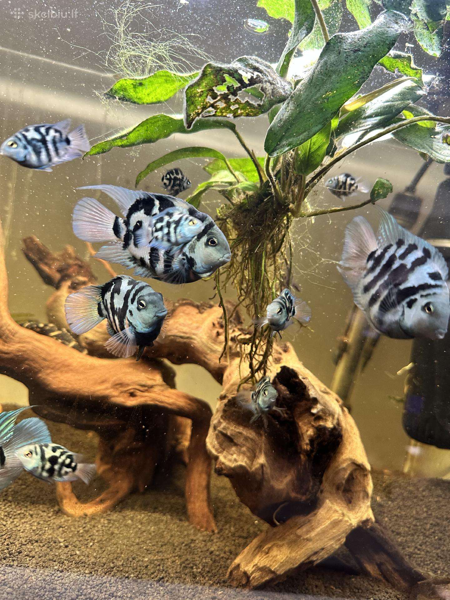 Papugeles