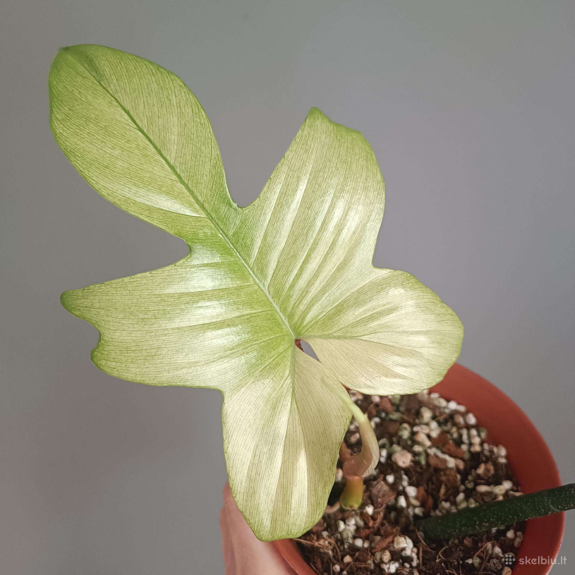 Philodendron Florida Ghost