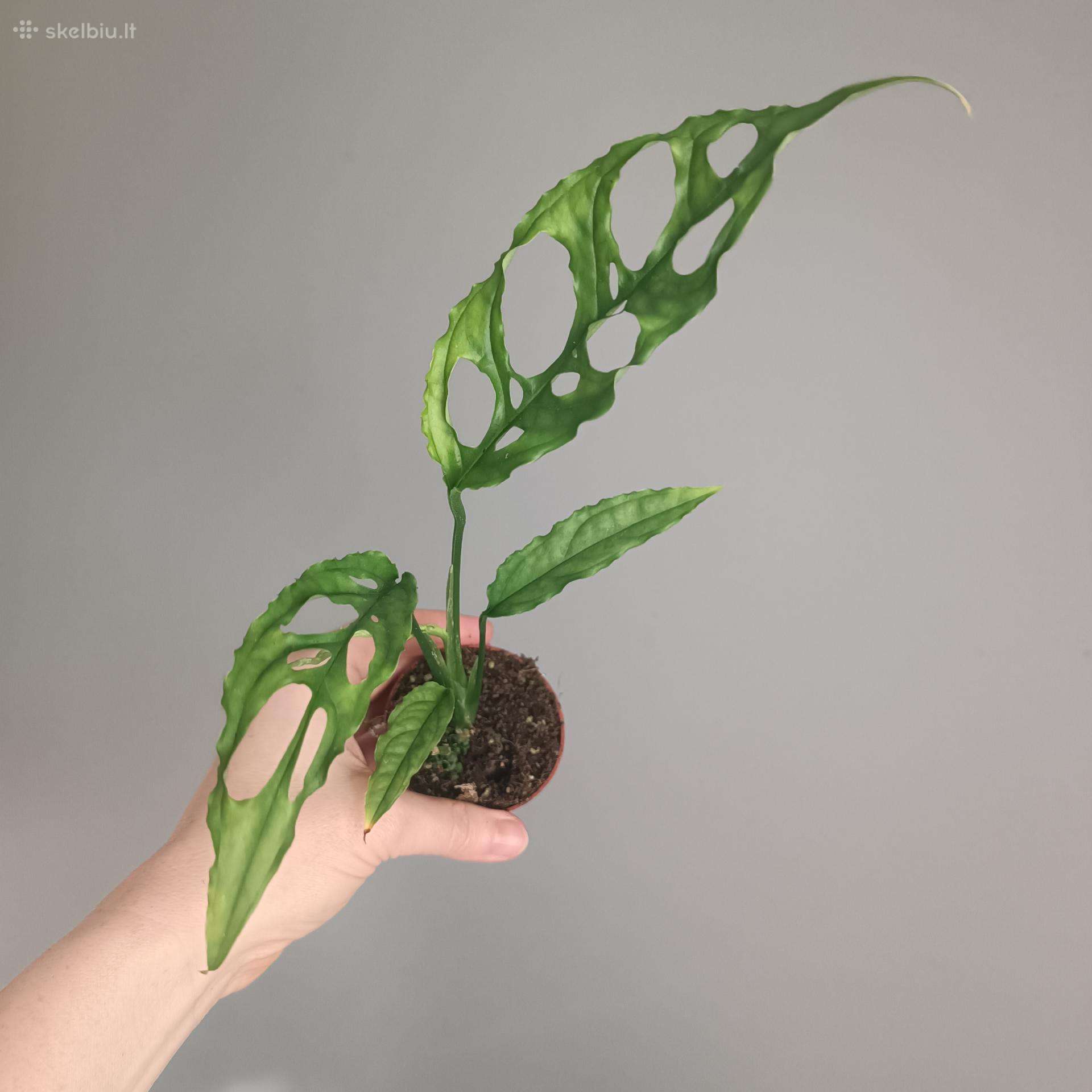 Monstera Obliqua Peru