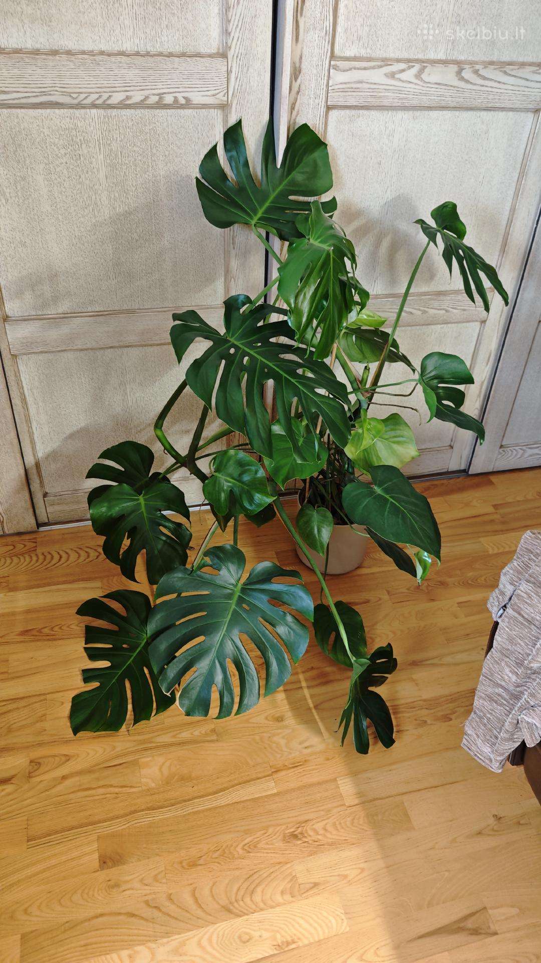 Monstera