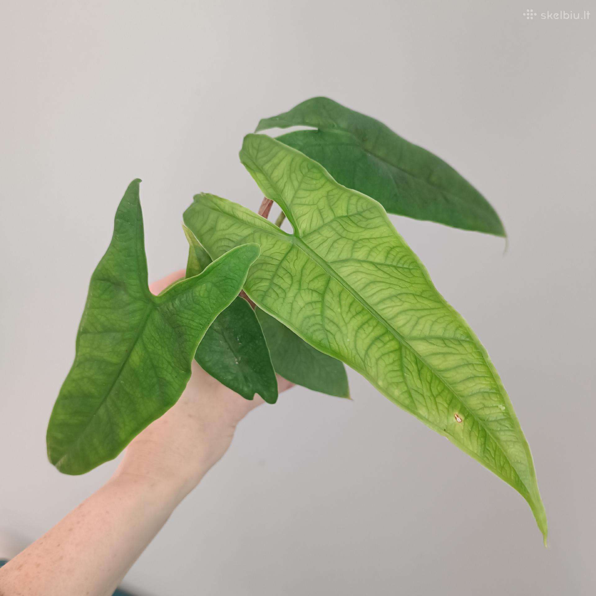 Alocasia Sulawesi Green Carpet